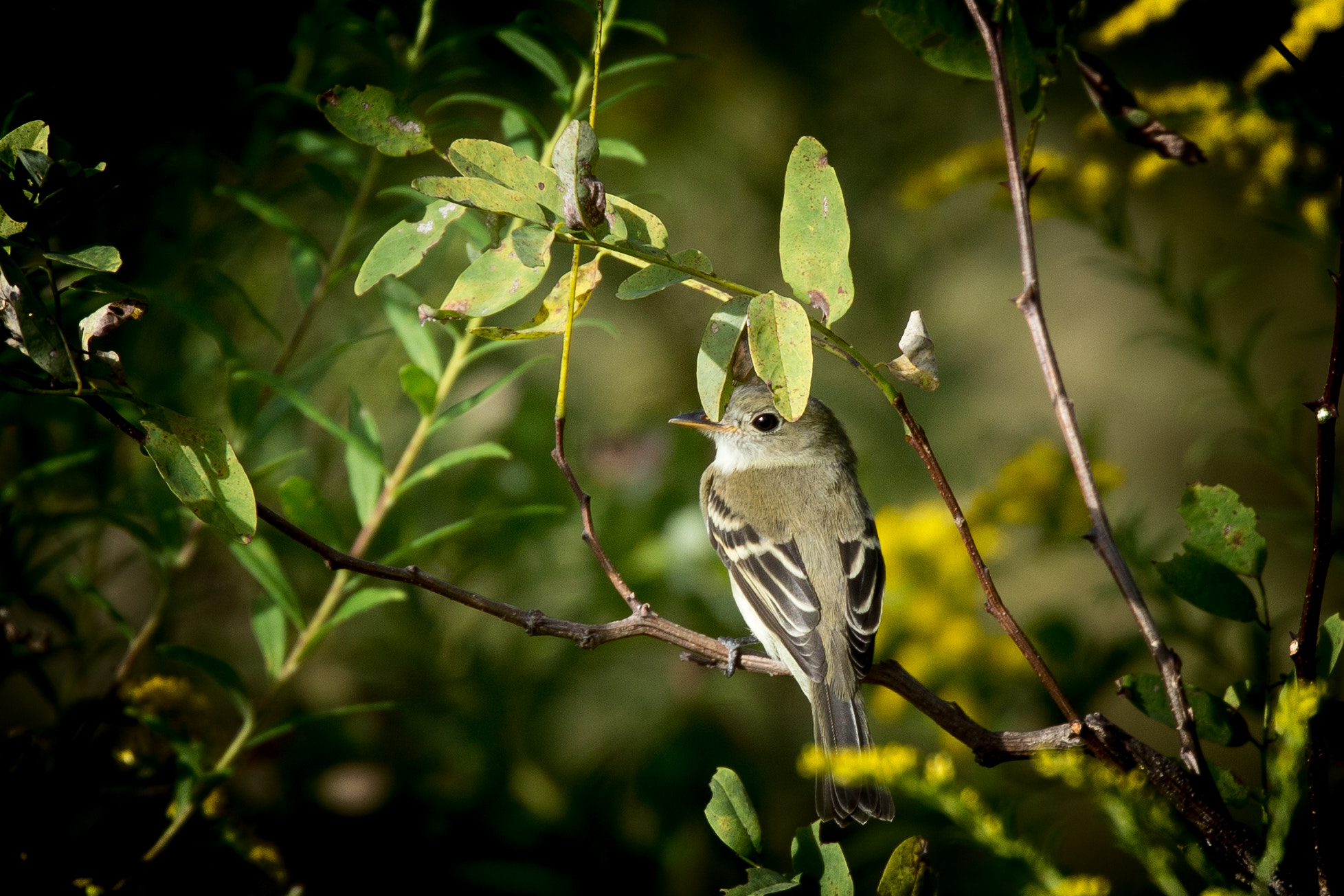 Canon EOS-1D X sample photo. Rgp_8071-2.jpg photography