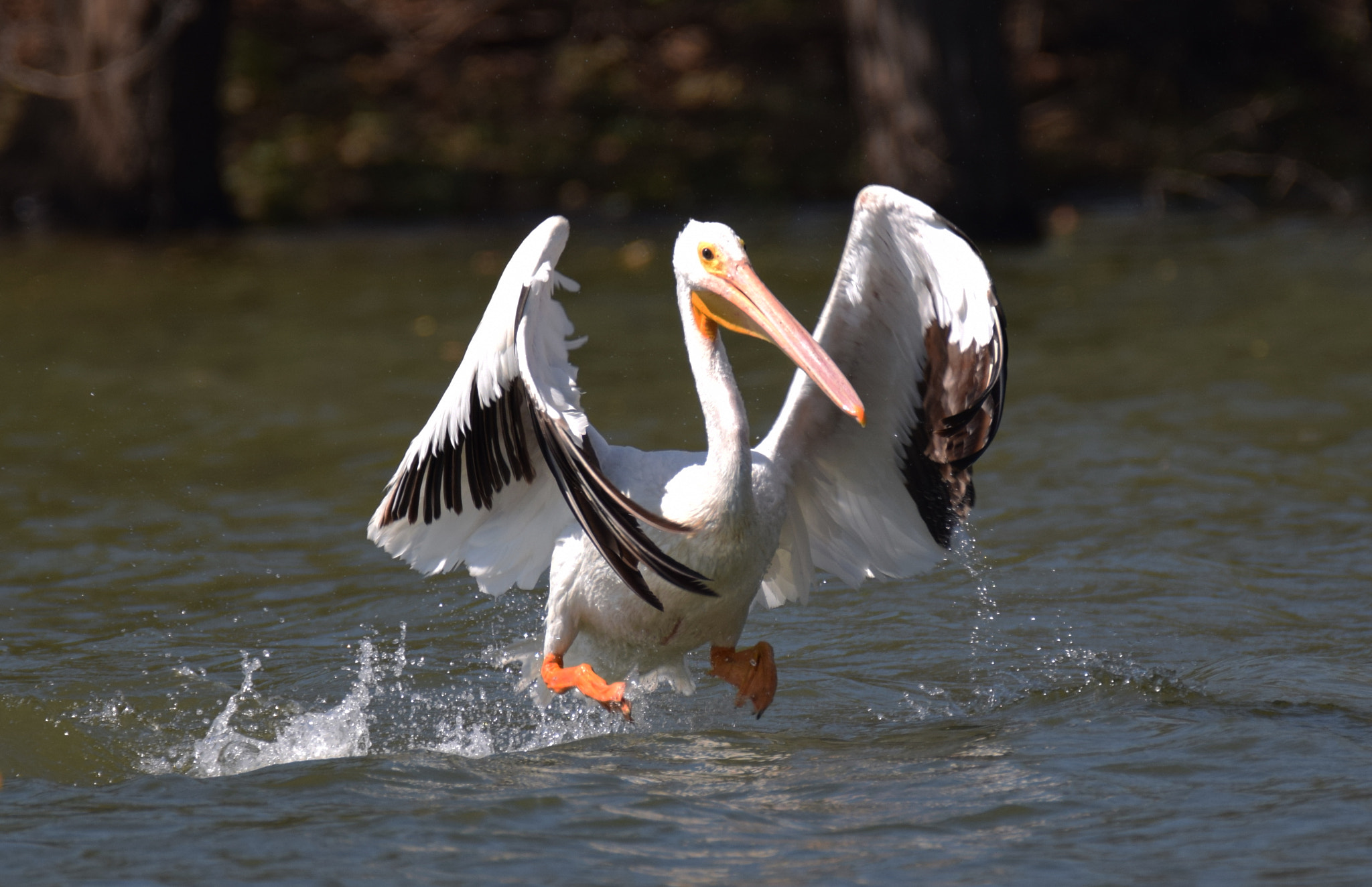 Nikon D3300 + Tamron SP 150-600mm F5-6.3 Di VC USD sample photo. American white pelican at perry lake in kansas photography