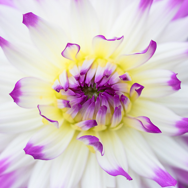 Canon TS-E 90mm F2.8 Tilt-Shift sample photo. Purple dahlia photography