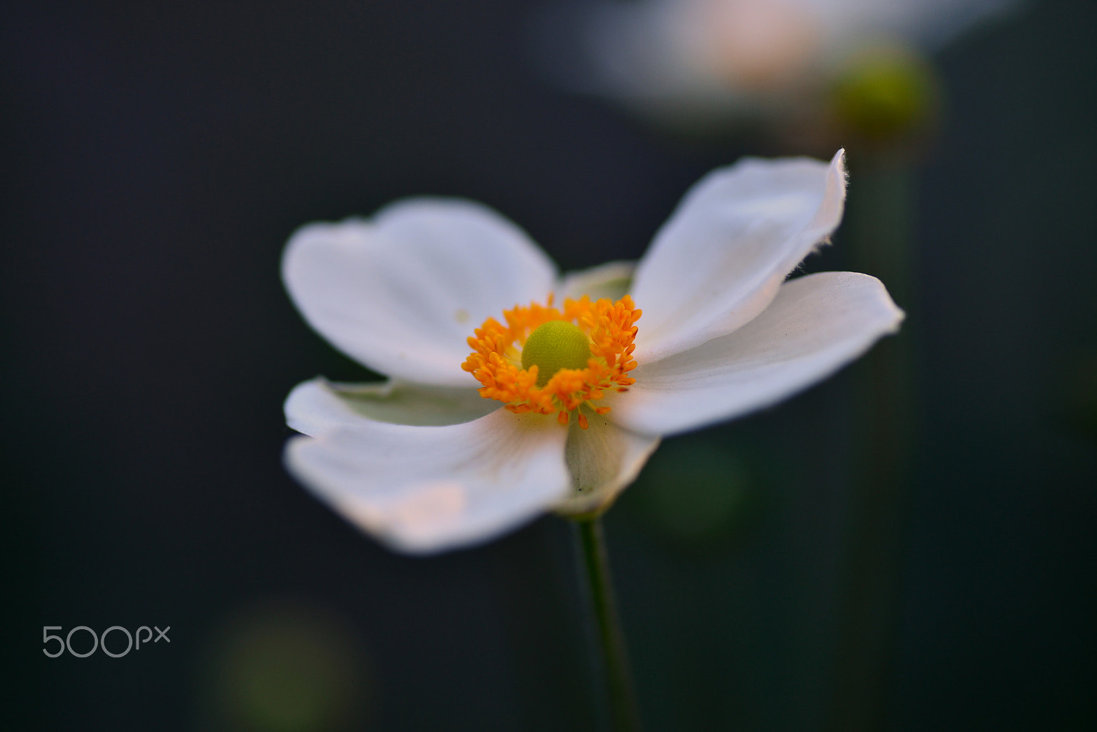 Nikon D600 sample photo. Blooms  in early autumn. photography