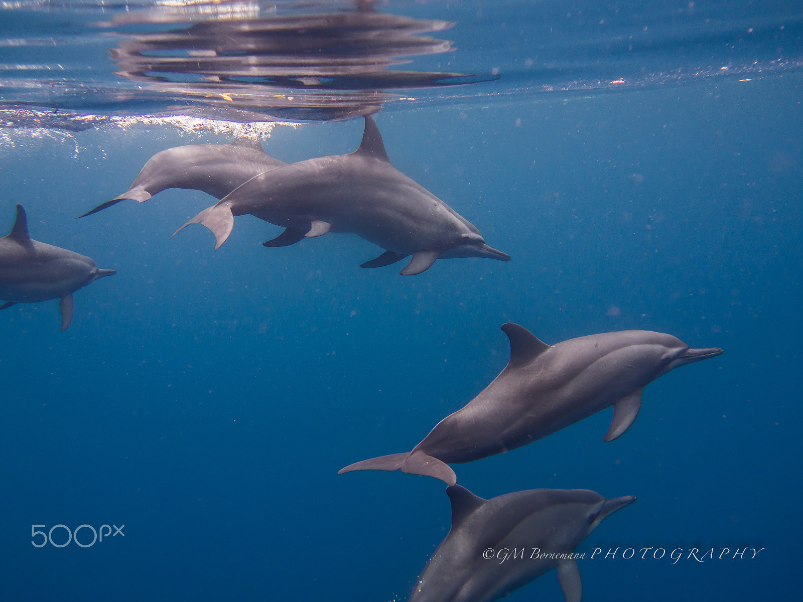 Olympus PEN E-PL5 sample photo. Spinner dolphins @pescador photography
