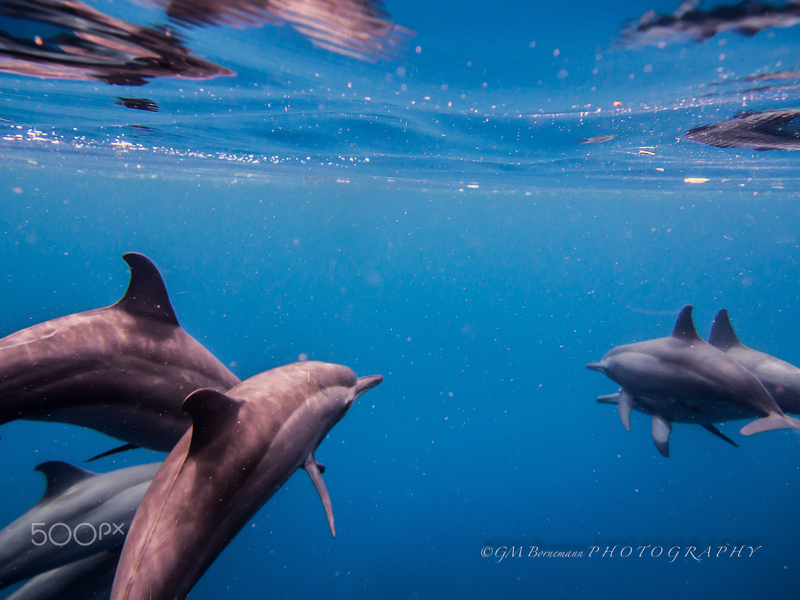 Olympus M.Zuiko Digital 14-42mm F3.5-5.6 II R sample photo. Spinner dolphins @pescador photography