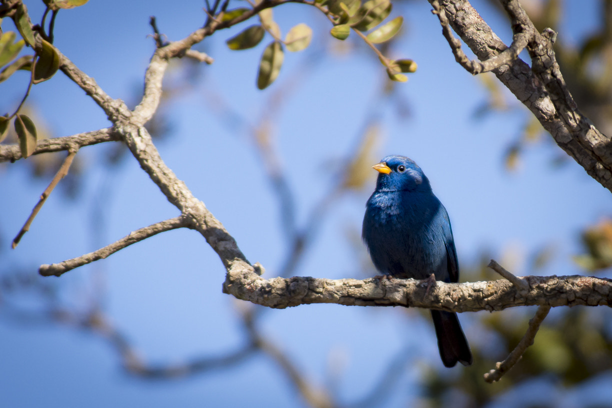 Nikon AF-S Nikkor 300mm F2.8G ED VR II sample photo. Forest, birds, bird, nature, animals, natural photography
