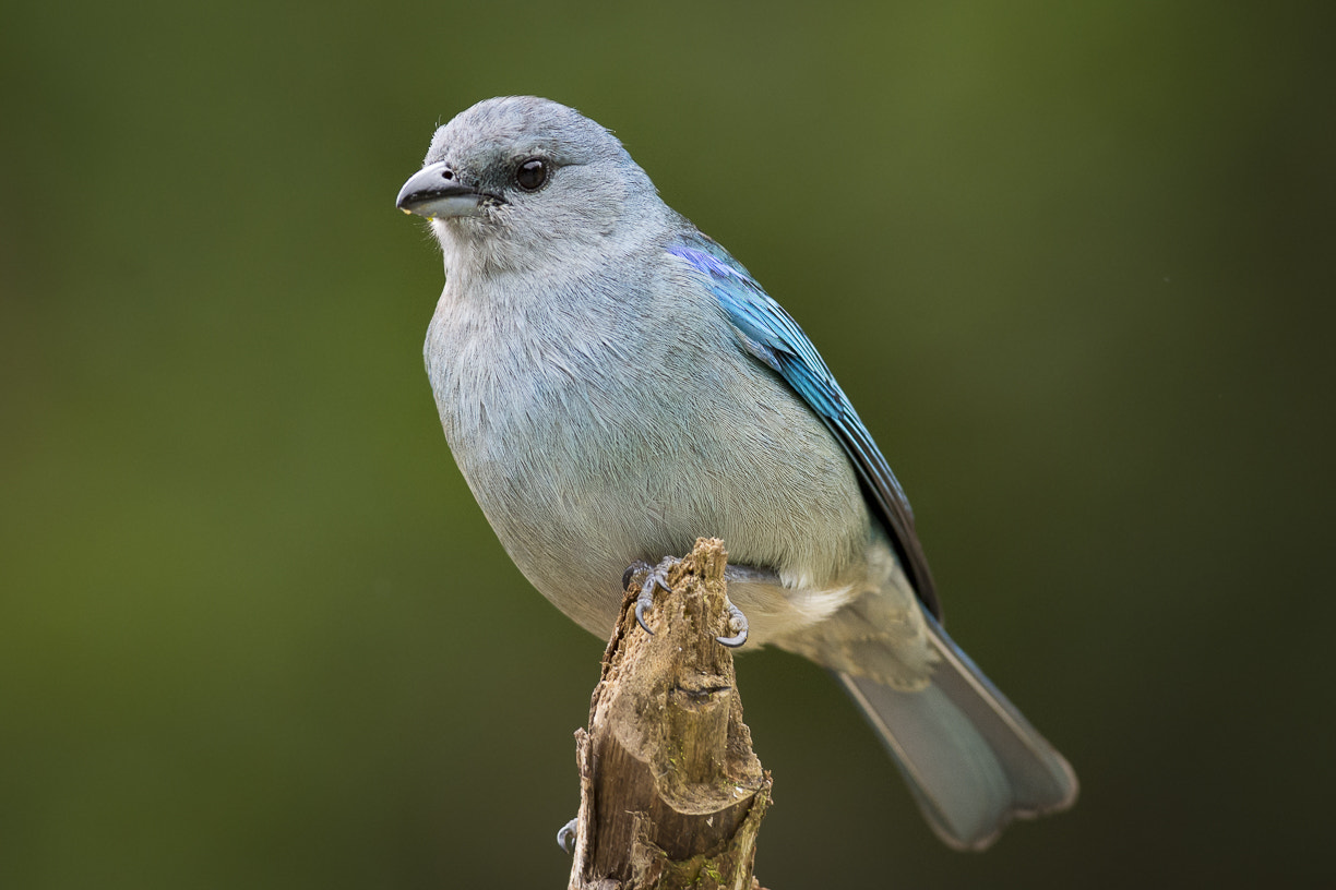 Nikon AF-S Nikkor 300mm F2.8G ED VR II sample photo. Forest, birds, bird, nature, animals, natural photography