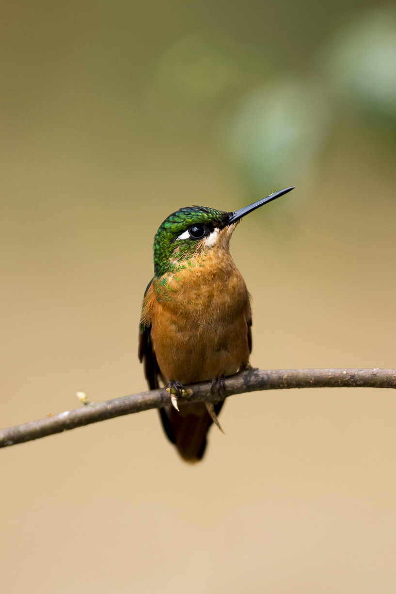 Nikon AF-S Nikkor 300mm F2.8G ED VR II sample photo. Forest, birds, bird, nature, animals, natural photography