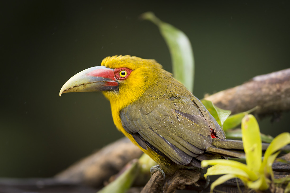 Nikon AF-S Nikkor 300mm F2.8G ED VR II sample photo. Forest, birds, bird, nature, animals, natural photography