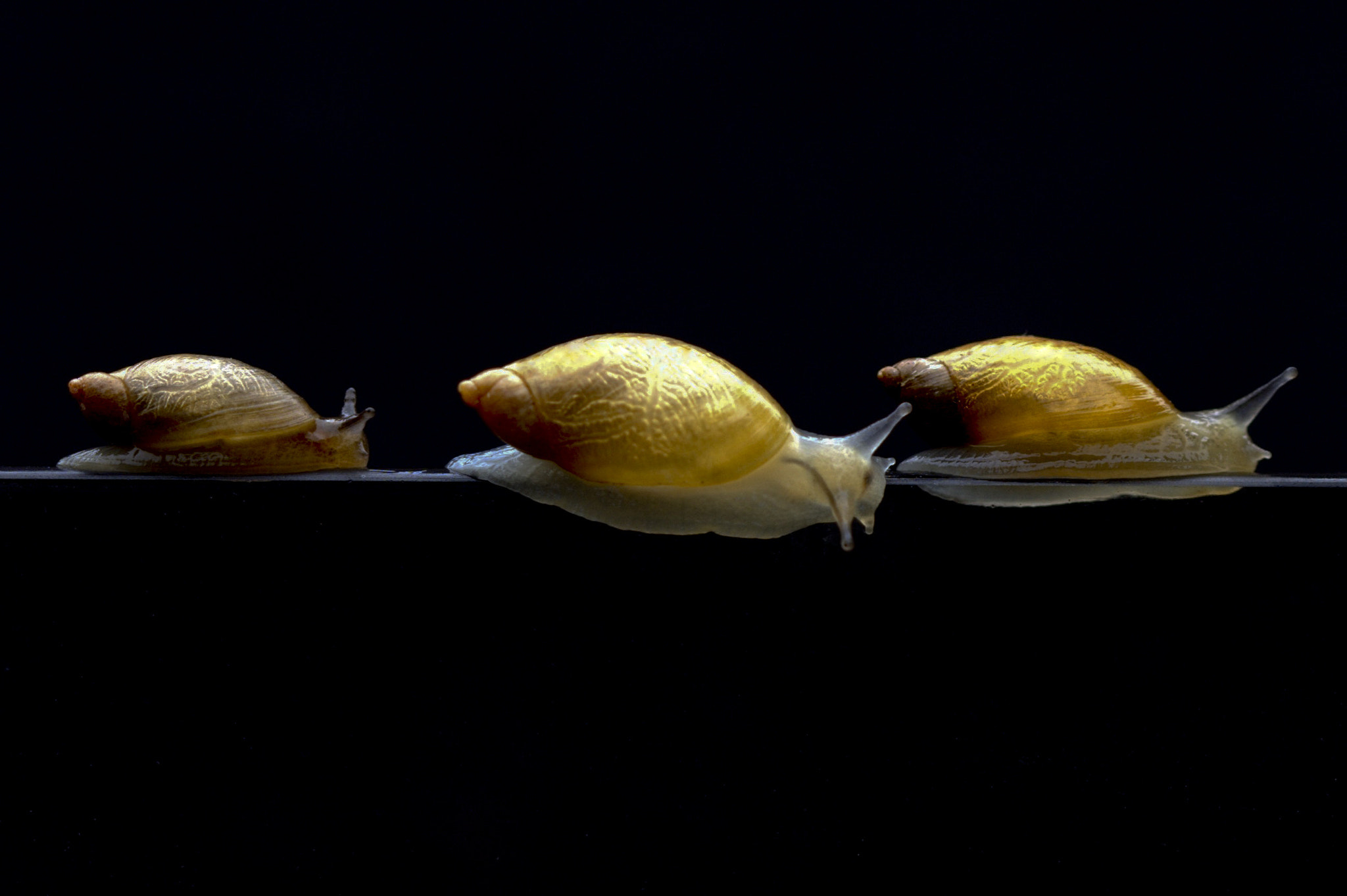 Canon EF 100mm F2.8 Macro USM sample photo. Escargots en cavale photography
