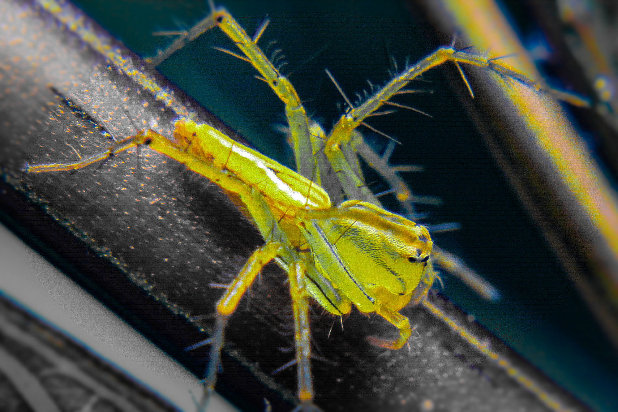 Canon EOS 50D sample photo. Yellow photography