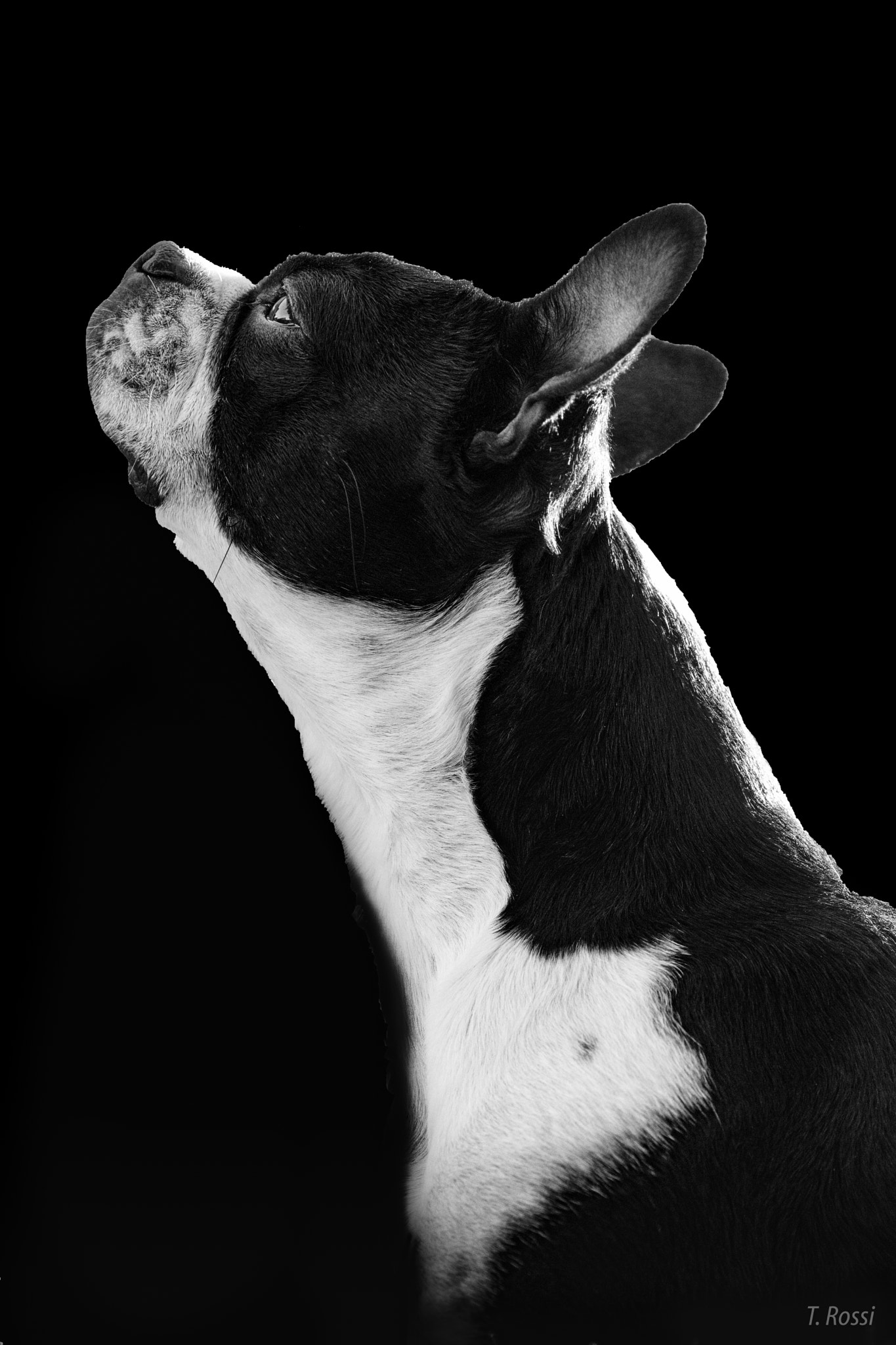Nikon AF Micro-Nikkor 60mm F2.8D sample photo. Boston terrier photography
