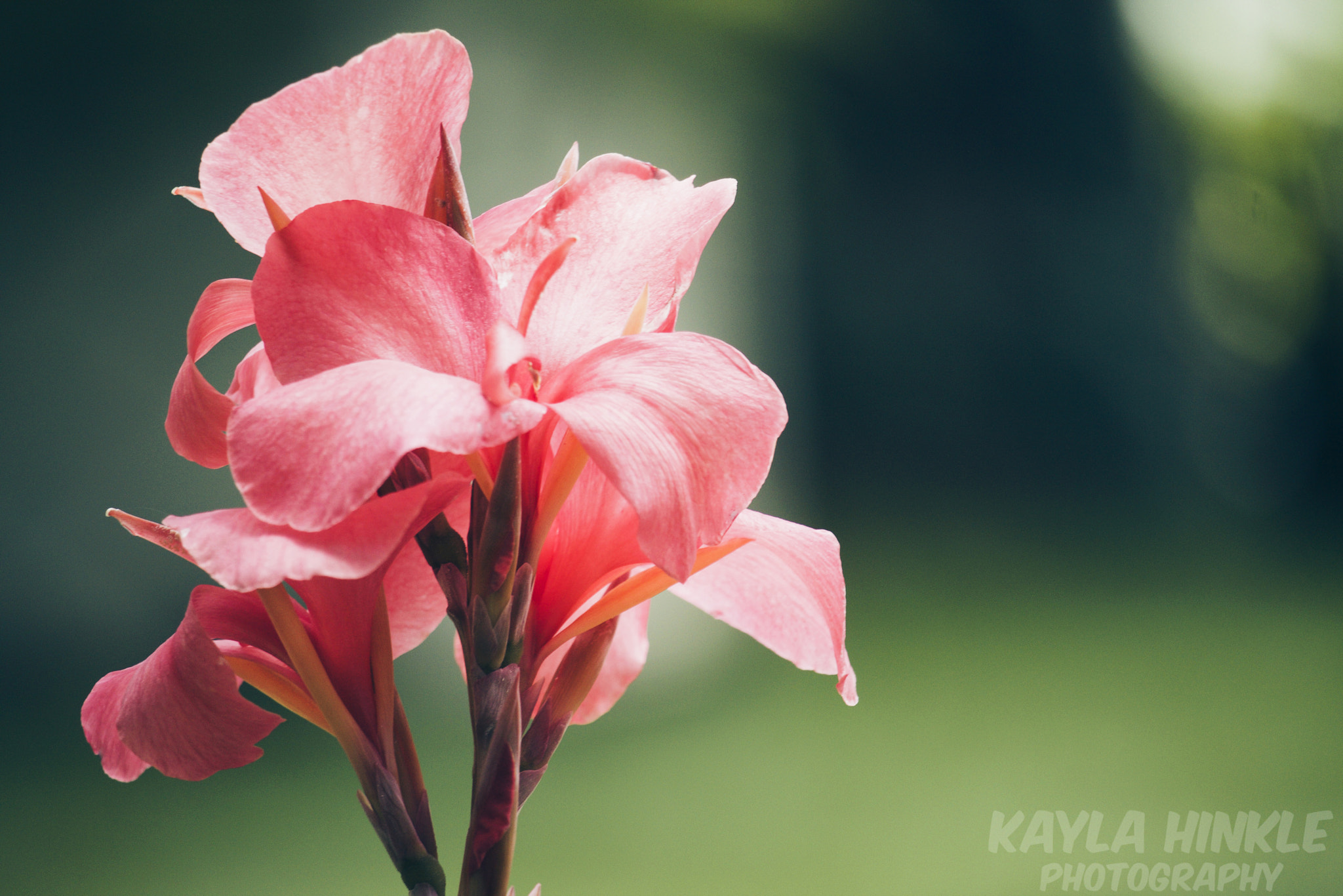Canon EF-S 55-250mm F4-5.6 IS STM sample photo. Standing alone photography