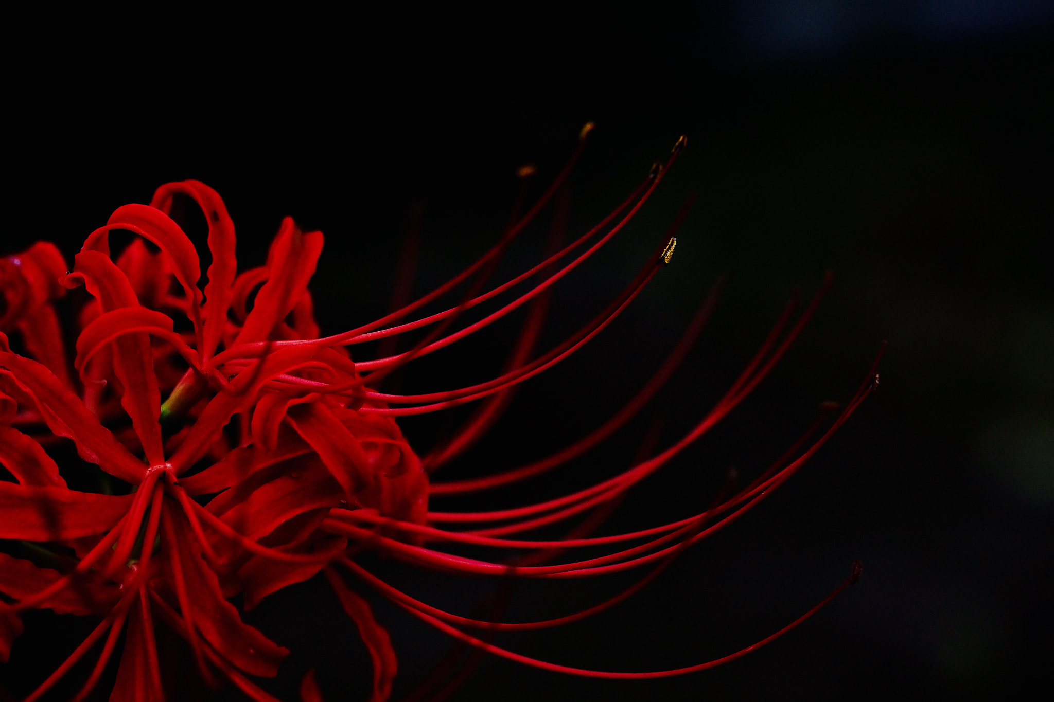 Canon EOS 100D (EOS Rebel SL1 / EOS Kiss X7) sample photo. Red spider lily photography