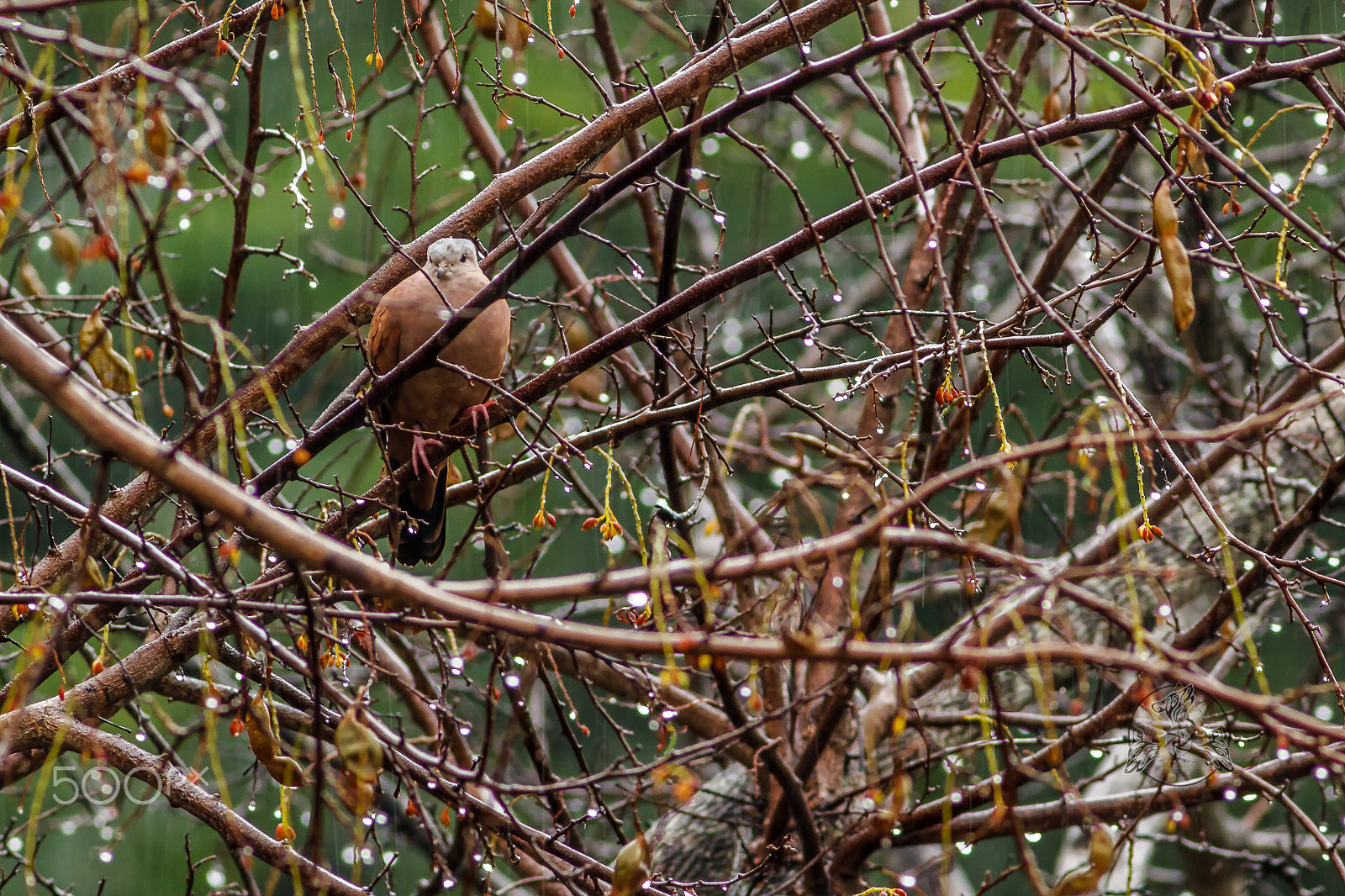 Canon EF 400mm F5.6L USM sample photo. Ruddy ground dove photography
