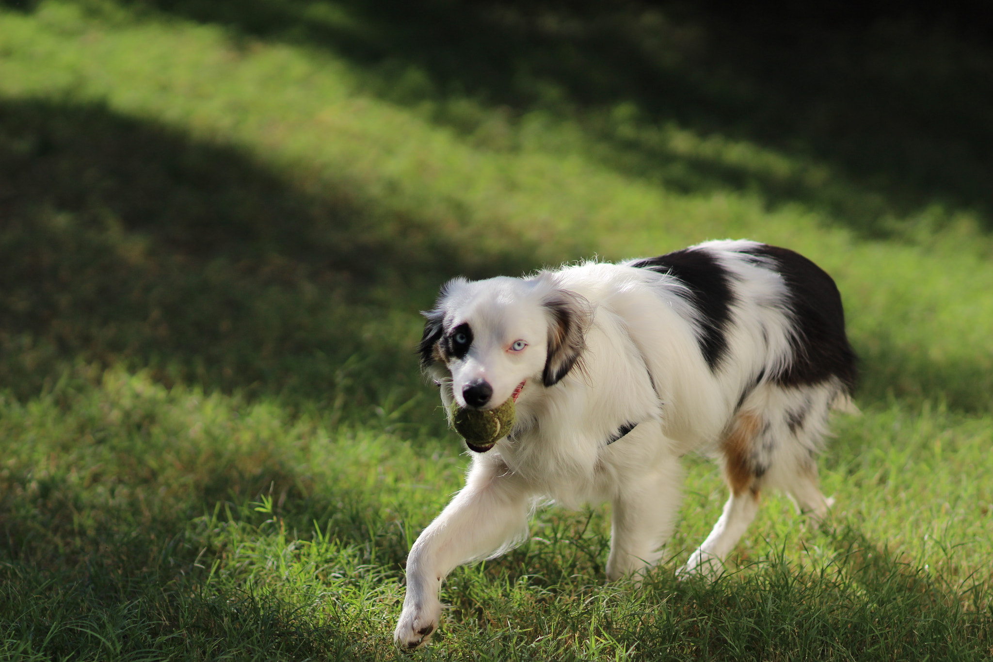Canon EF 85mm F1.2L II USM sample photo. Dog and ball photography