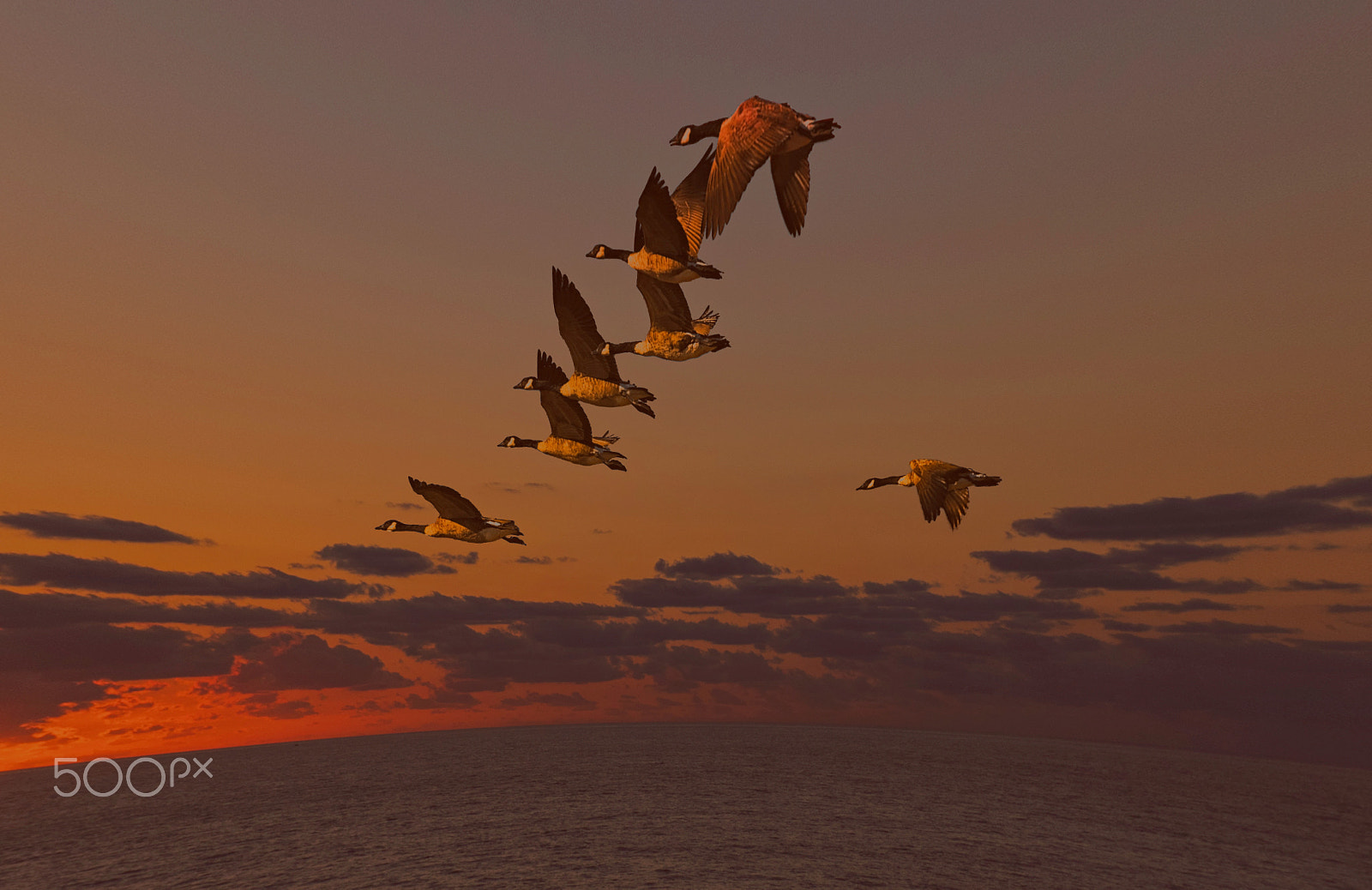 Panasonic Lumix DMC-GH4 sample photo. Migration ready photography