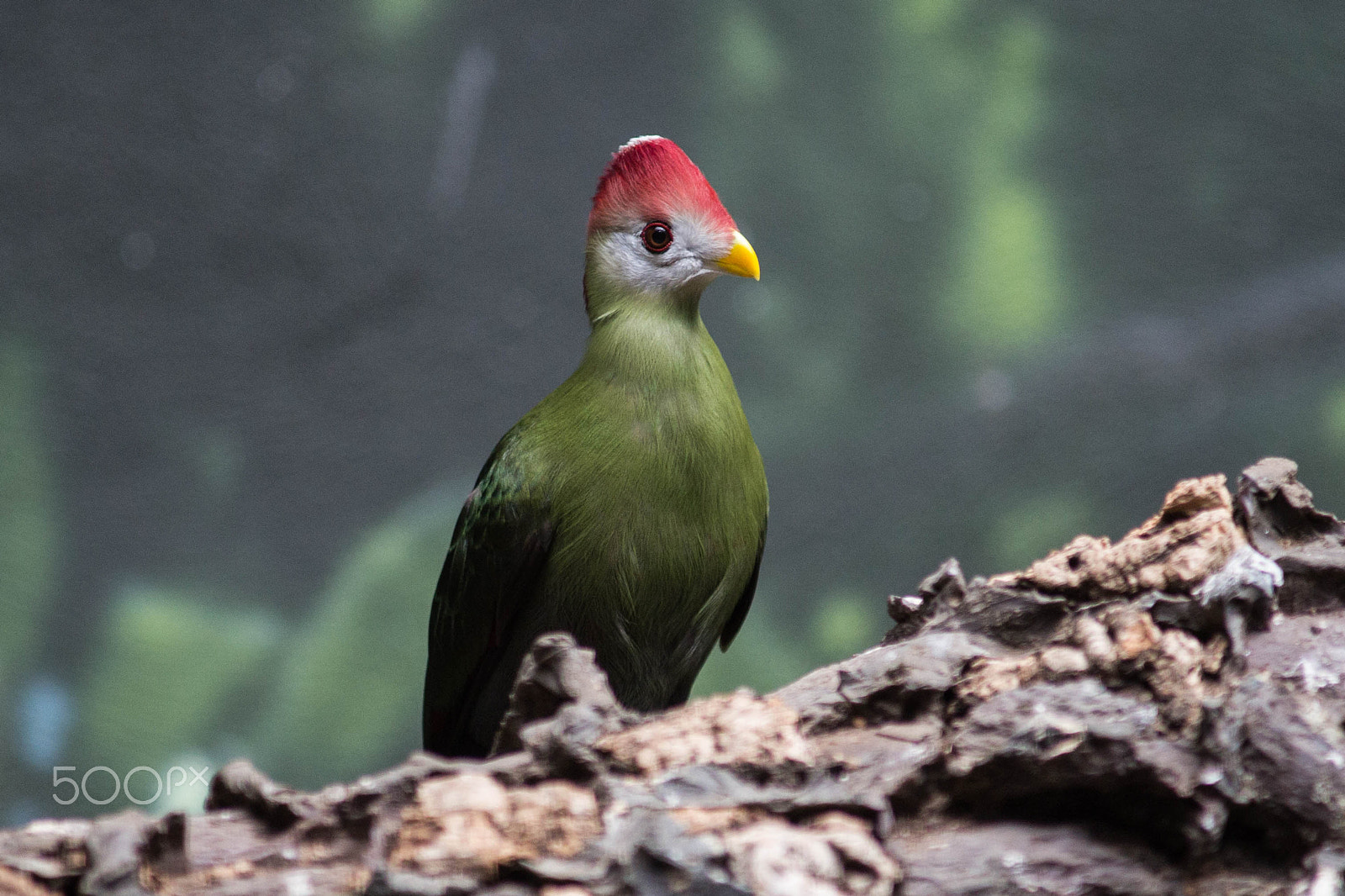 Minolta AF 80-200mm F2.8 HS-APO G sample photo. Portrait of red-crested turaco photography