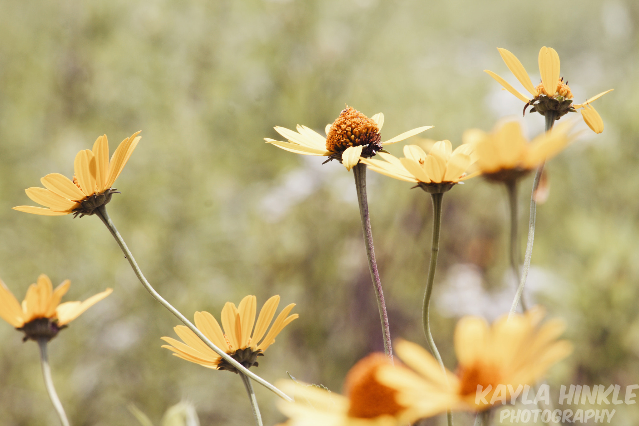 Canon EF-S 55-250mm F4-5.6 IS STM sample photo. Warm glow photography