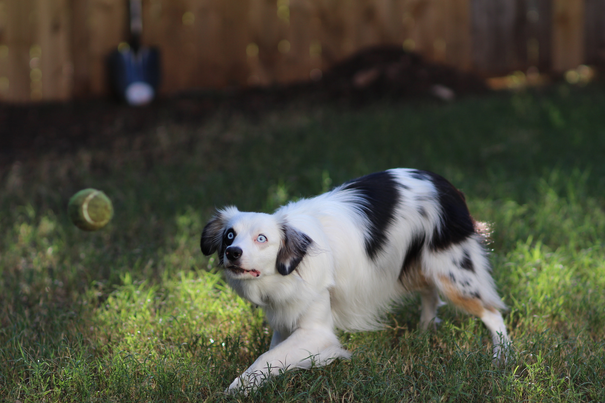 Canon EF 85mm F1.2L II USM sample photo. Focus photography