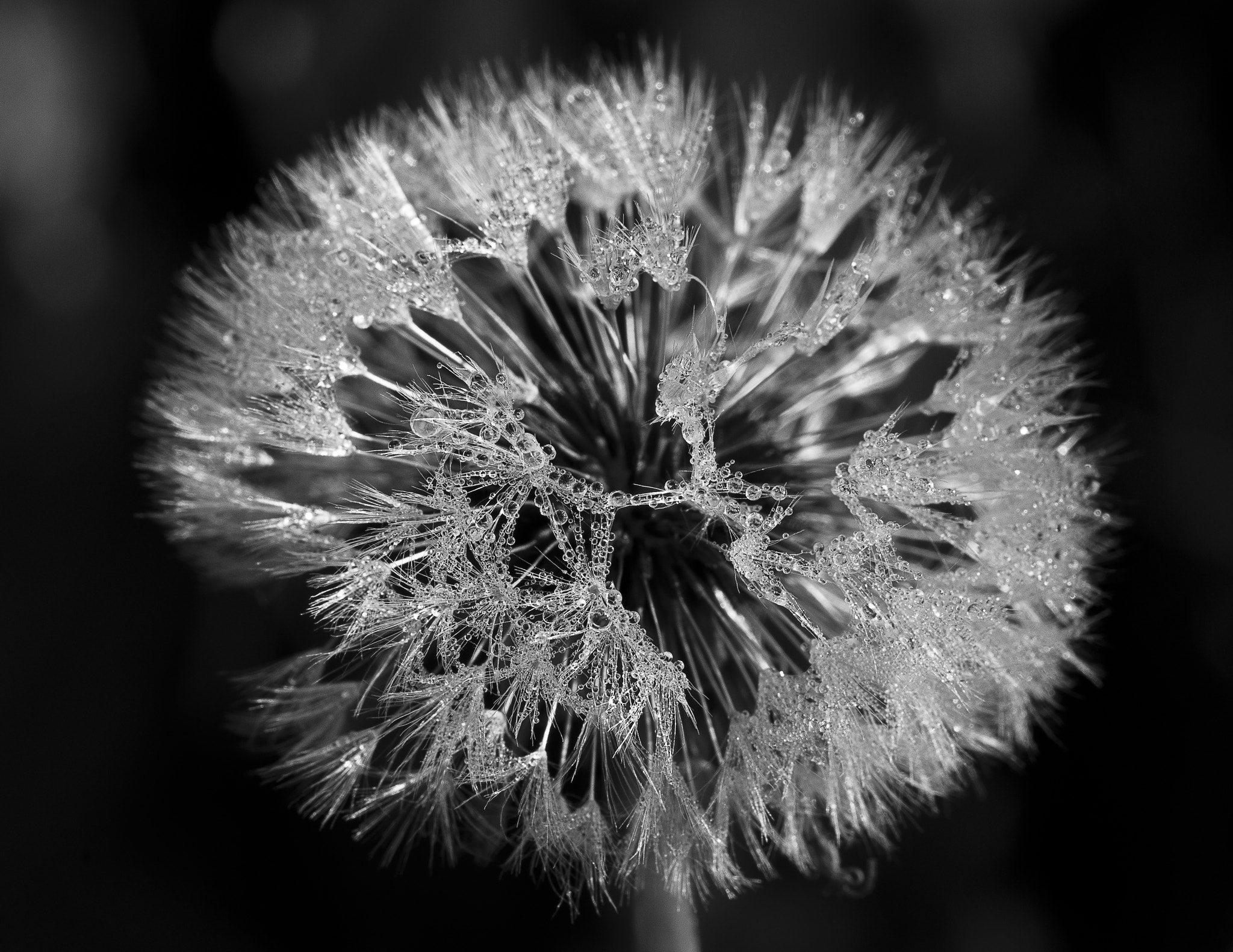 Sigma 150mm F2.8 EX DG Macro HSM sample photo. Dandilion head mk photography