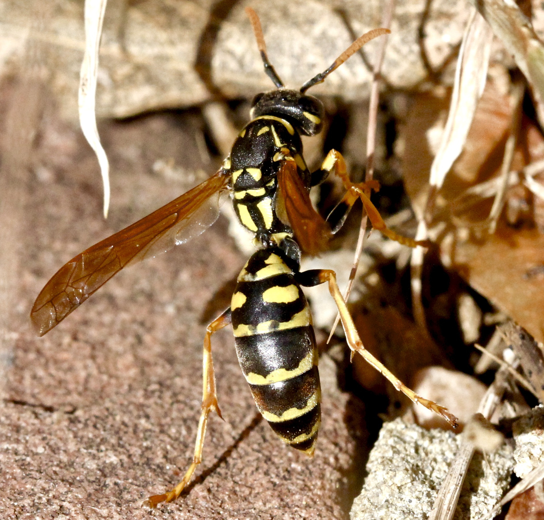 Canon EOS 60D + Canon EF 100mm F2.8L Macro IS USM sample photo. Paper wasp photography