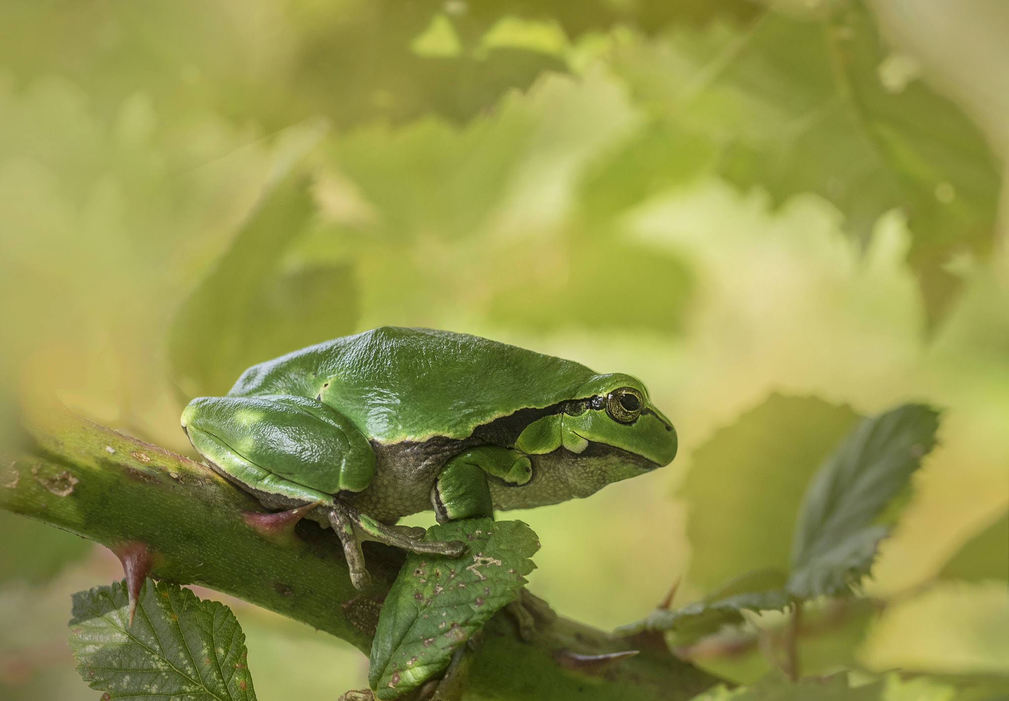 Olympus OM-D E-M1 + OLYMPUS 50mm Lens sample photo. Tree frog photography
