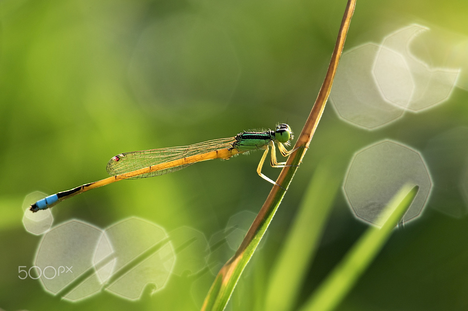Canon EF 180mm F3.5L Macro USM sample photo. Damsel fly photography