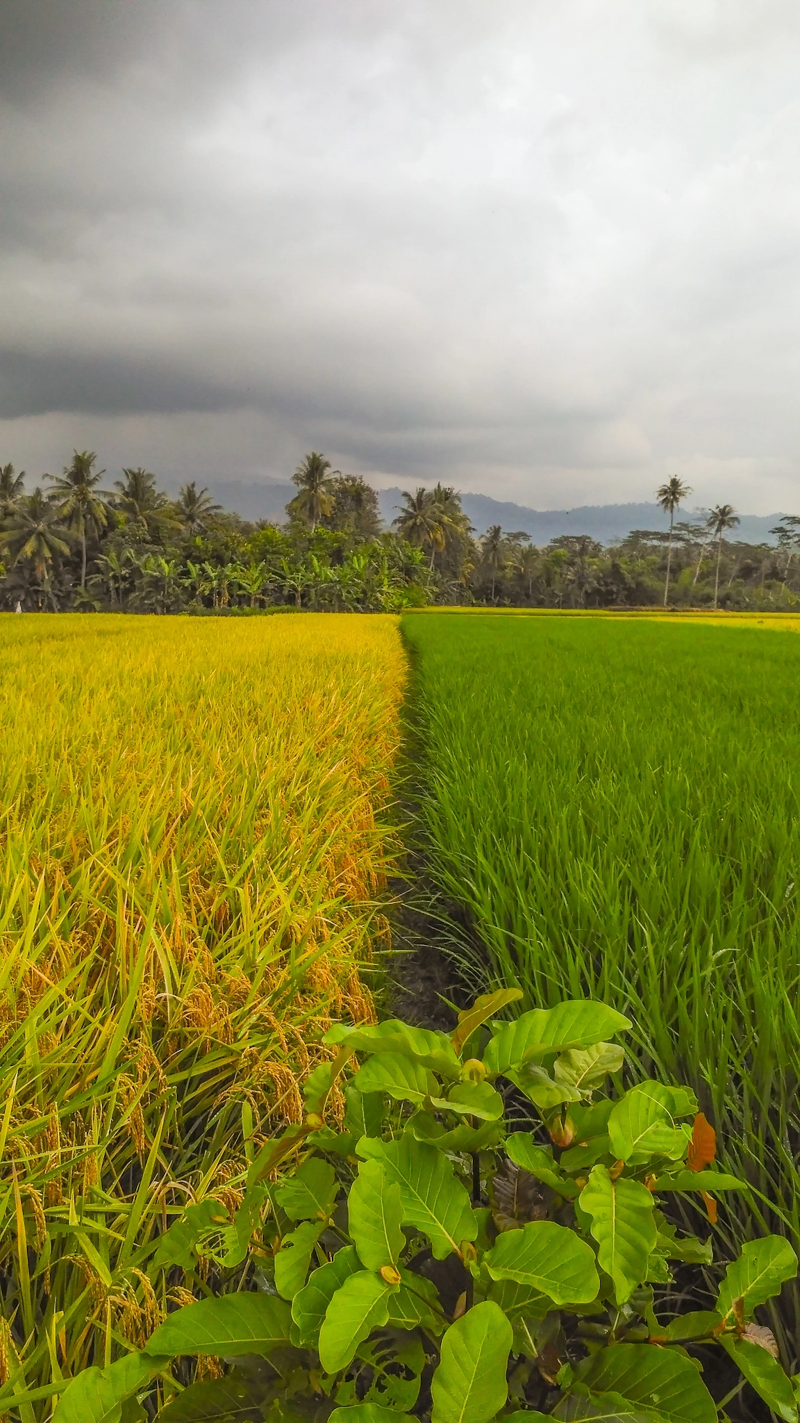 Xiaomi Redmi 3 sample photo. Rice field photography