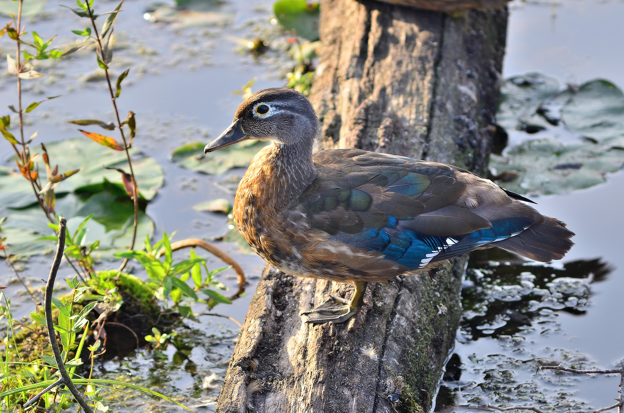 Nikon D7000 + AF Zoom-Nikkor 75-300mm f/4.5-5.6 sample photo. Juvenile wood duck at sunset photography