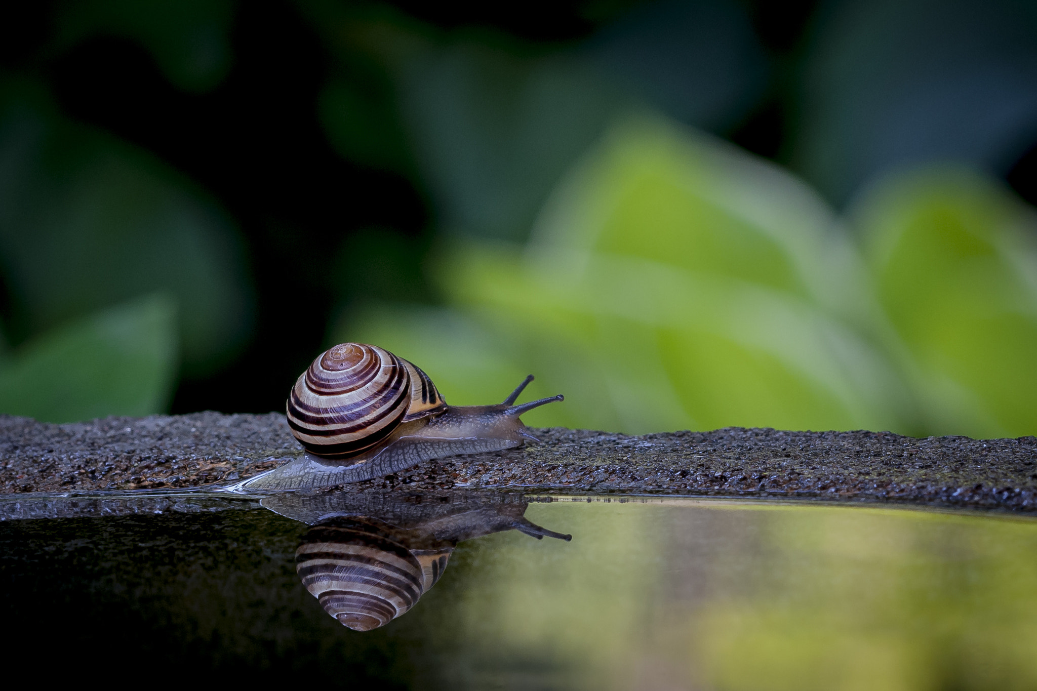 Canon EF 100mm F2.8 Macro USM sample photo. Bain matinal photography