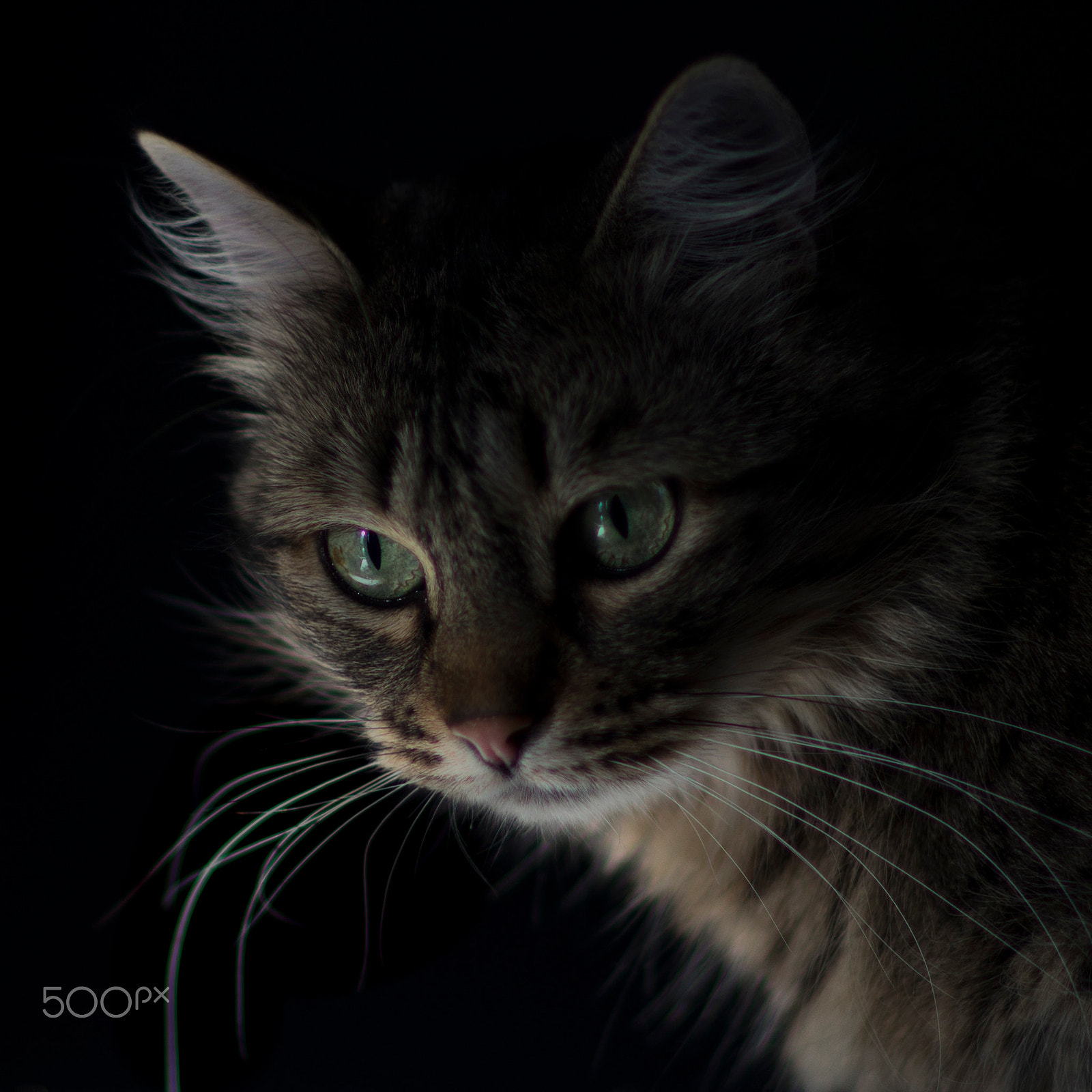 Canon EF 85mm F1.2L II USM sample photo. Lights cat photography