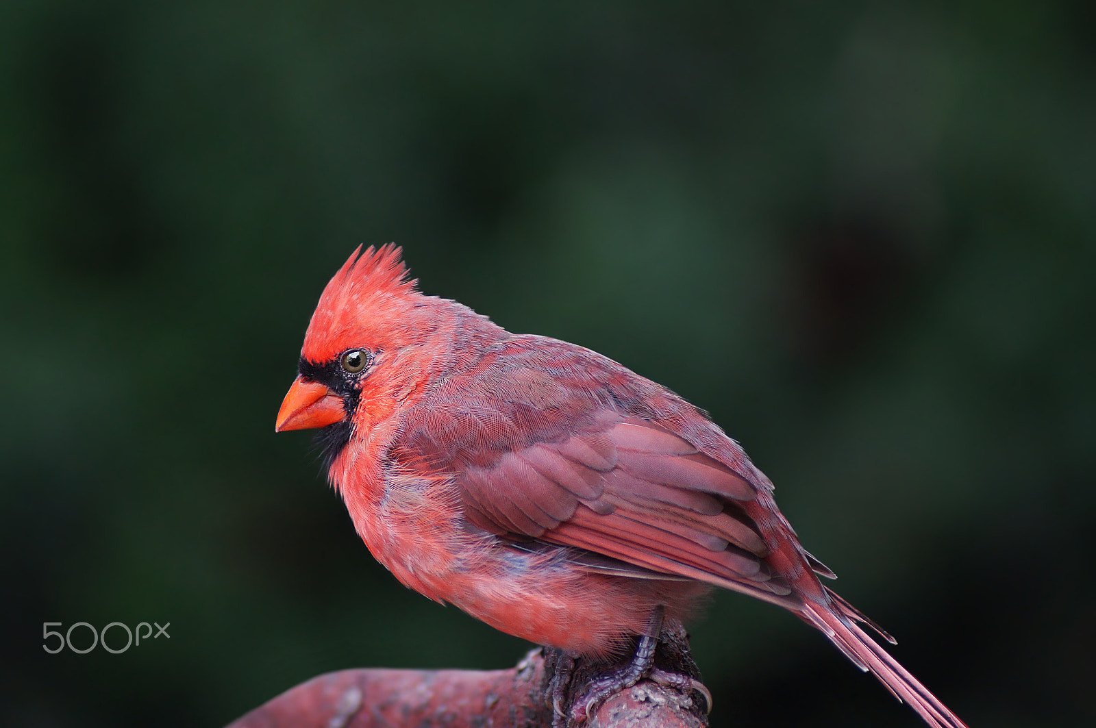 Sony 75-300mm F4.5-5.6 sample photo. Lady killer photography