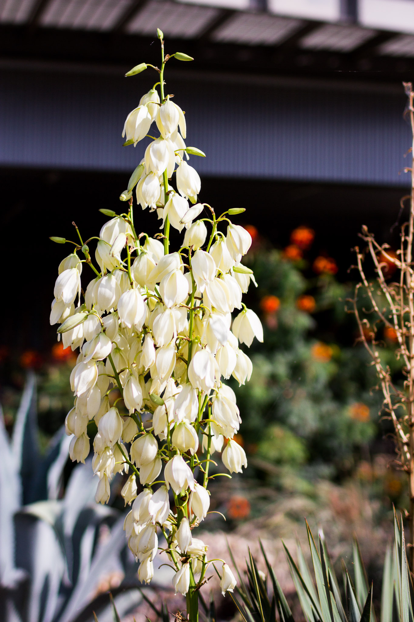 Canon EOS 60D + Canon EF 35mm F1.4L USM sample photo. Flower photography