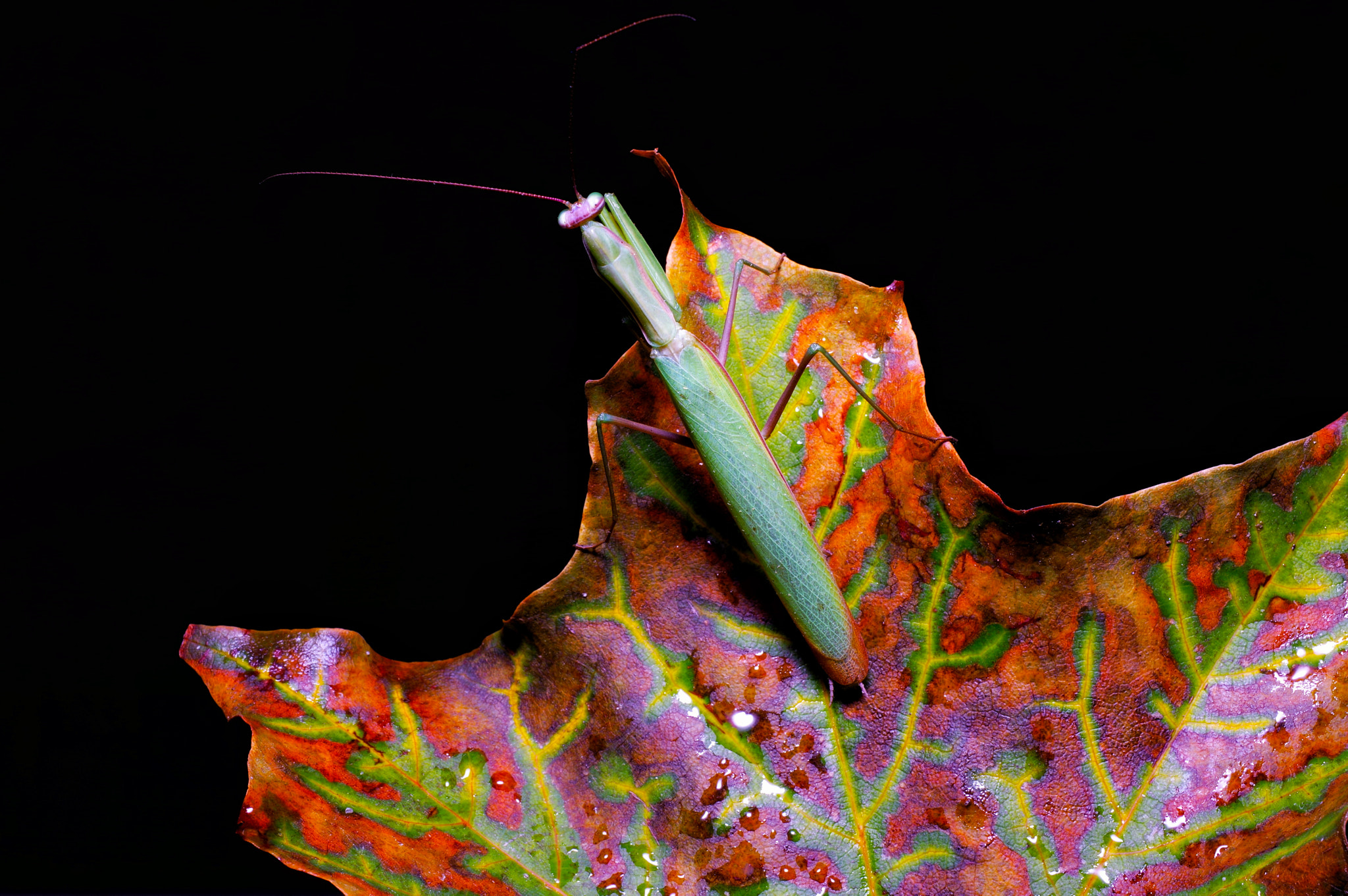 Pentax K-3 sample photo. Praying mantis on a maple leaf. photography