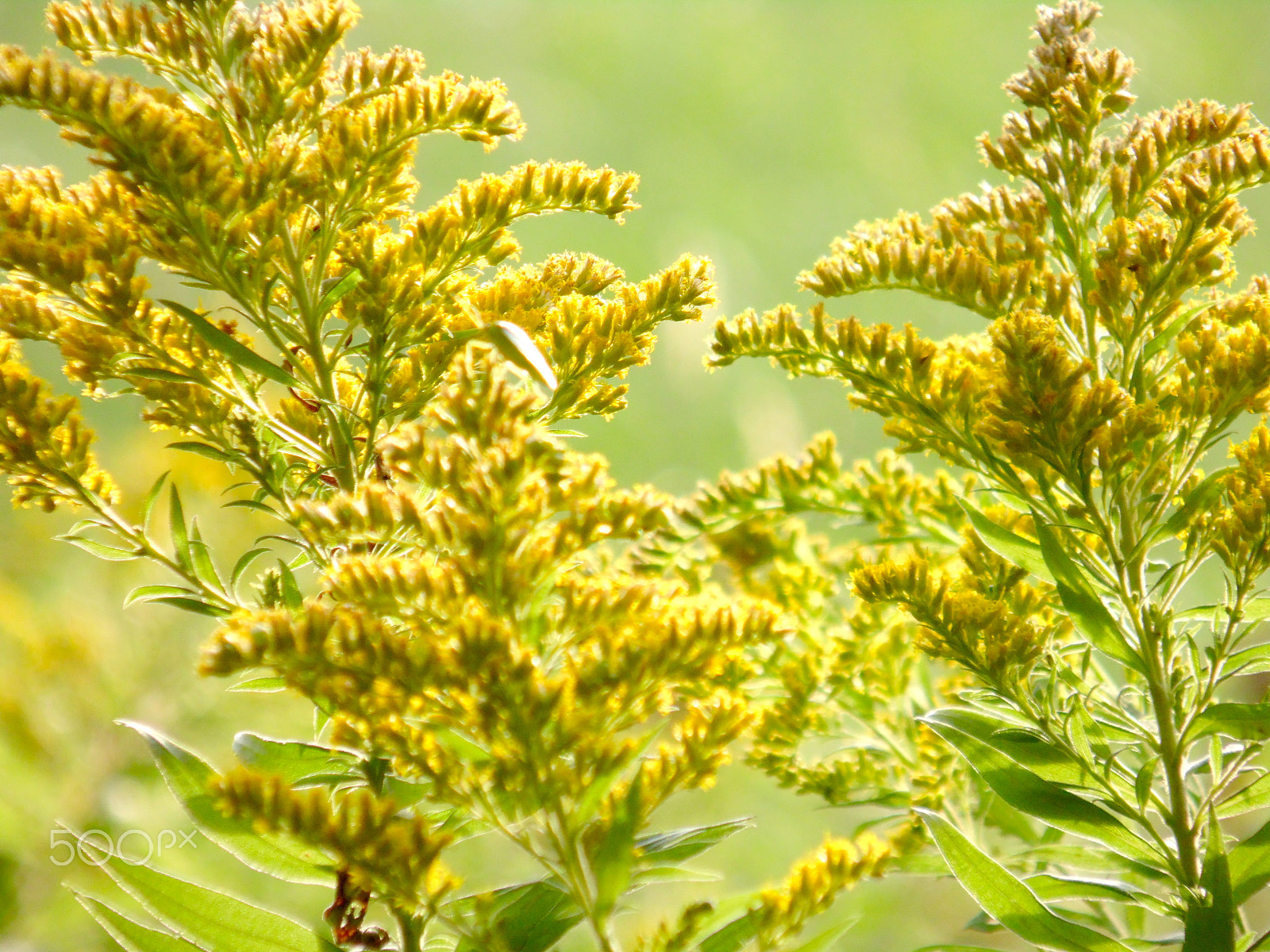 Samsung WB110/  WB111 sample photo. Goldenrod photography