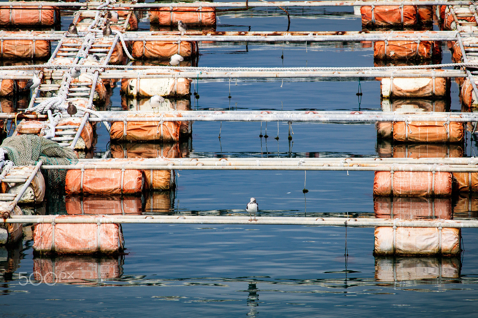 Canon EF-S 55-250mm F4-5.6 IS sample photo. Seagull ,seeking opportunities photography