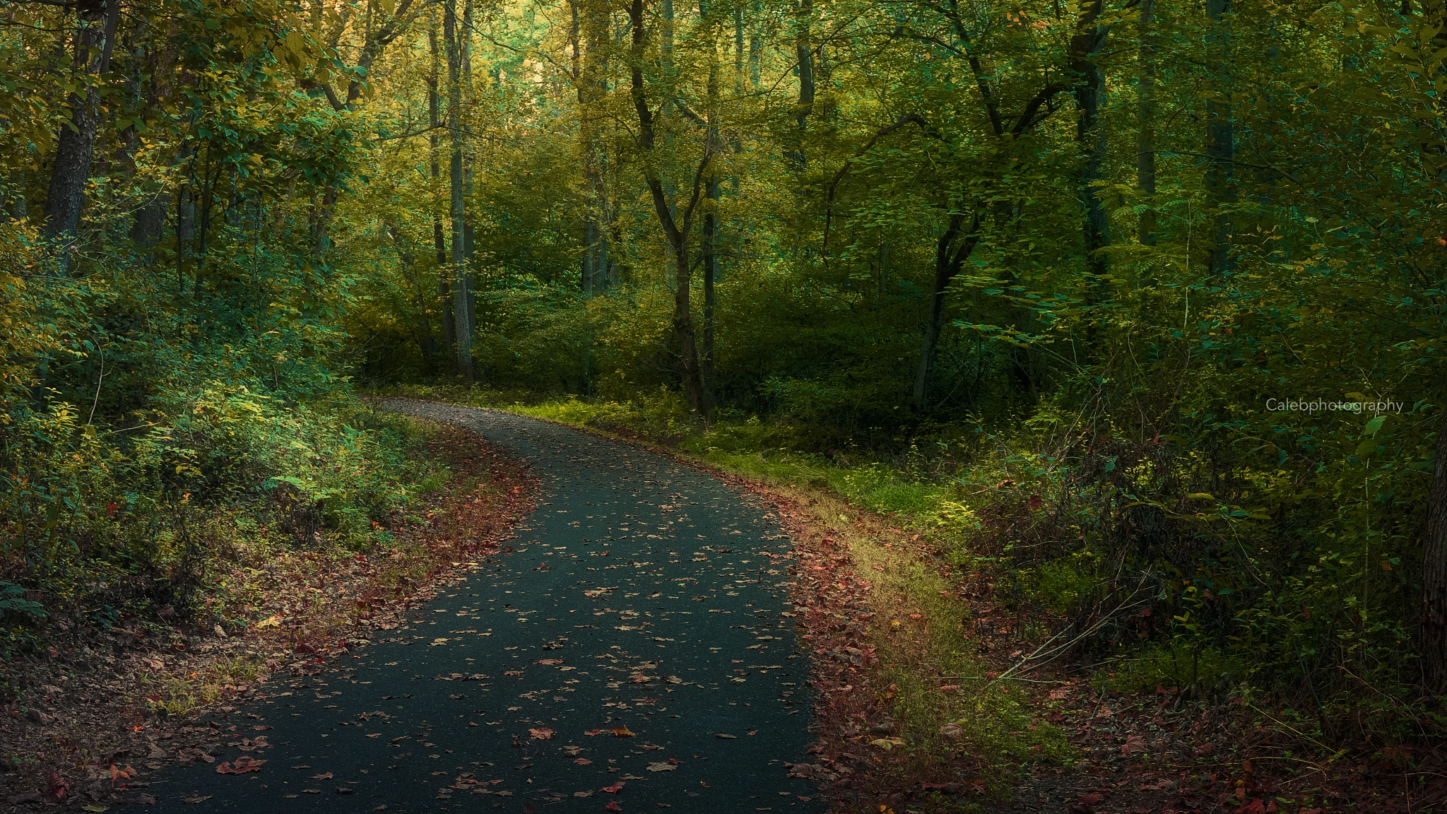 30mm F1.4 DC DN | Contemporary 016 sample photo. Garden of fall photography