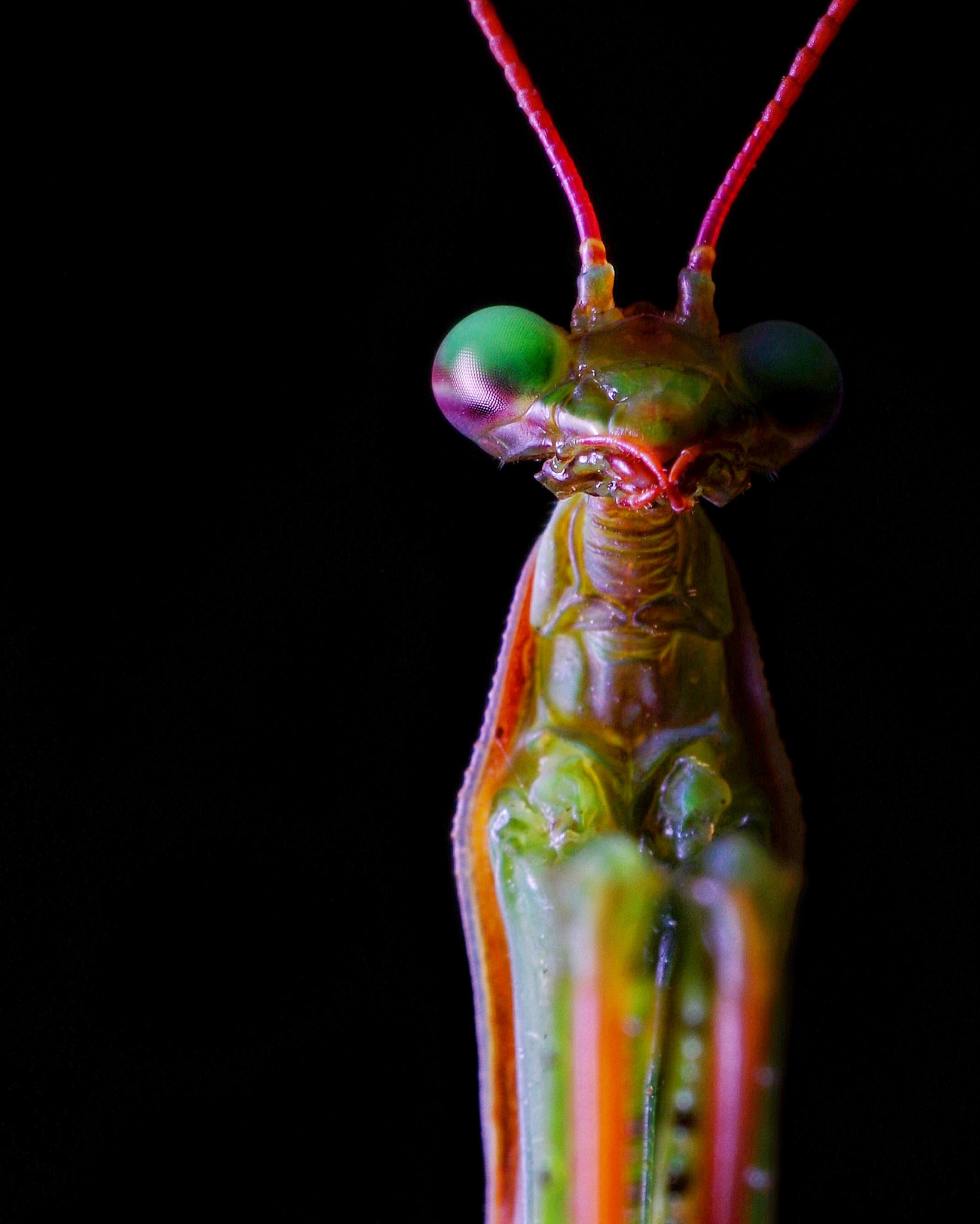 Pentax smc DA 35mm F2.8 Macro Limited sample photo