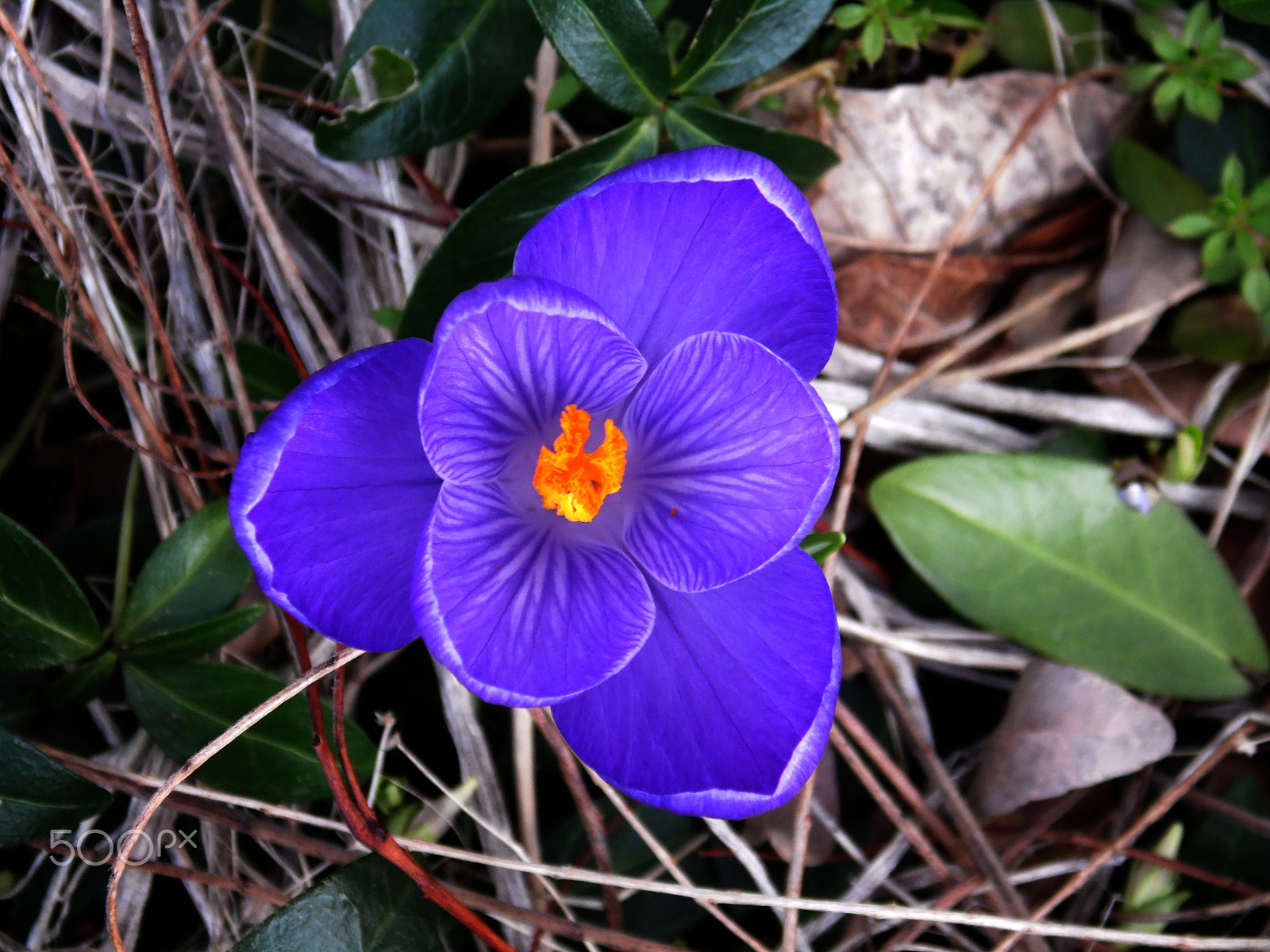 Samsung WB110/  WB111 sample photo. Purple crocus photography
