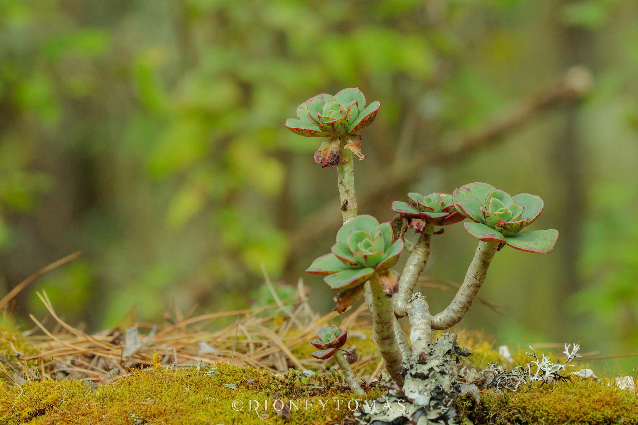 Canon EF 100-400mm F4.5-5.6L IS USM sample photo. Echeveria photography