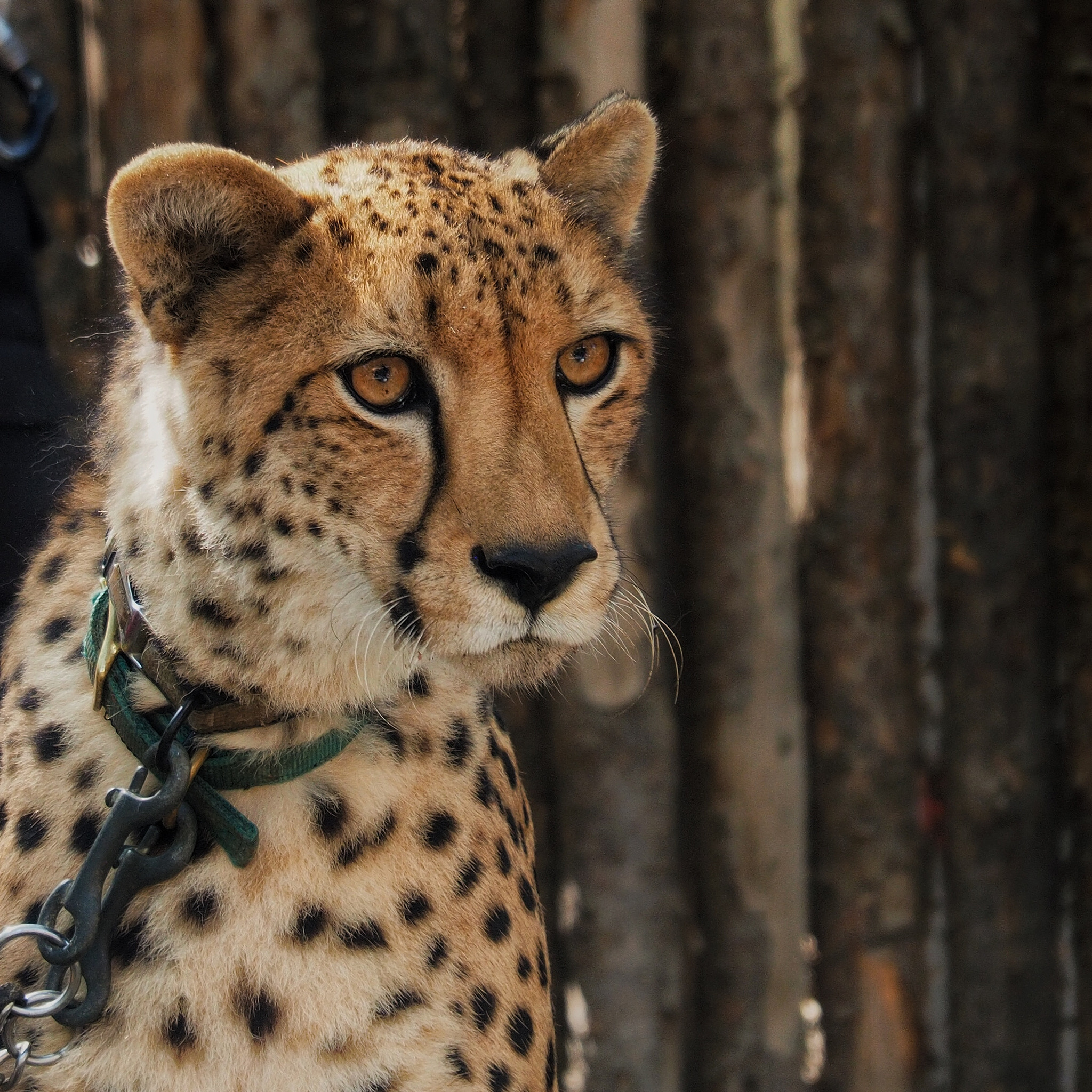 Olympus M.Zuiko Digital ED 14-150mm F4-5.6 sample photo. Cheetah at san diego zoo wildlife park photography