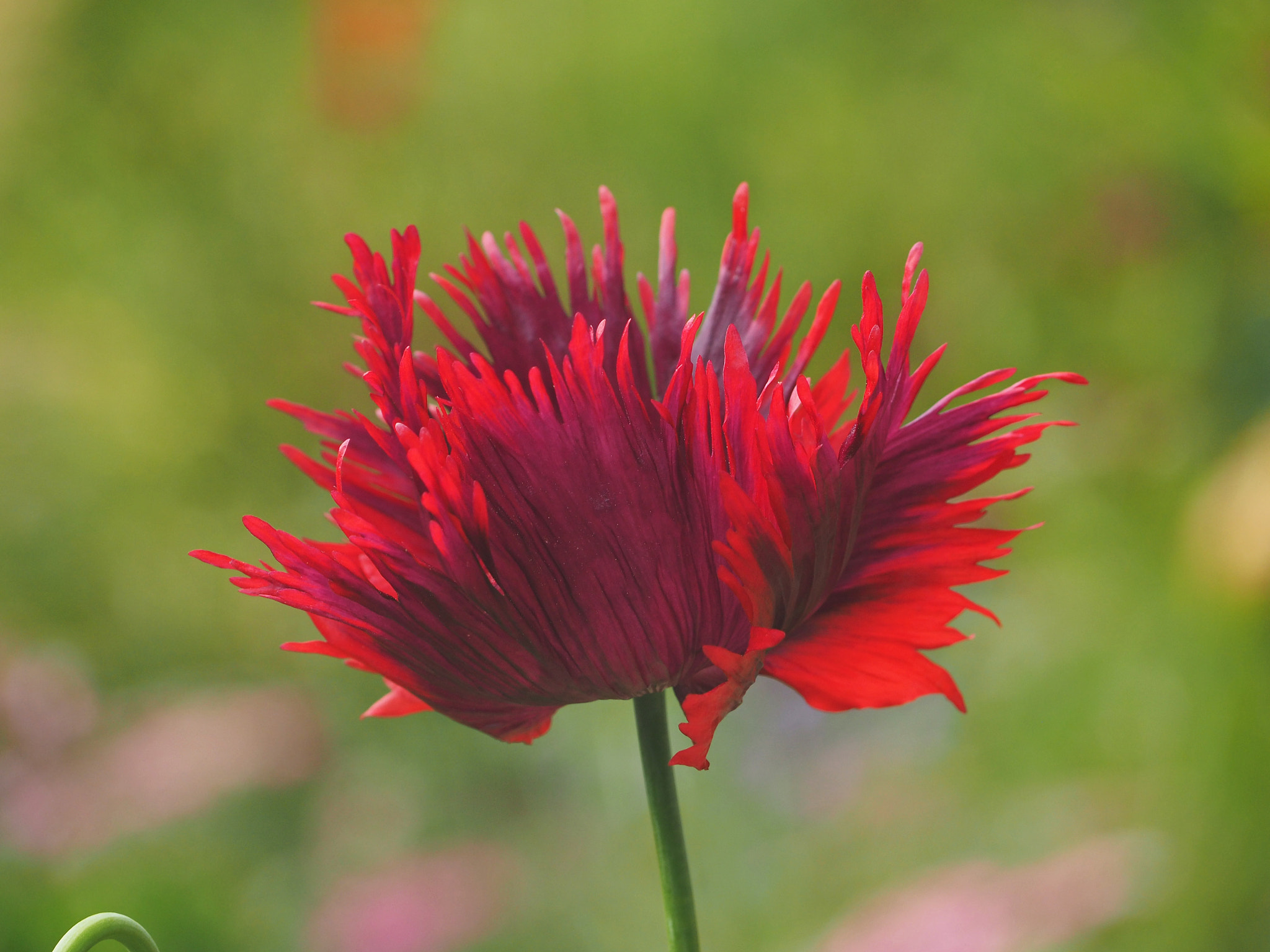 Olympus OM-D E-M5 II sample photo. Tousled photography
