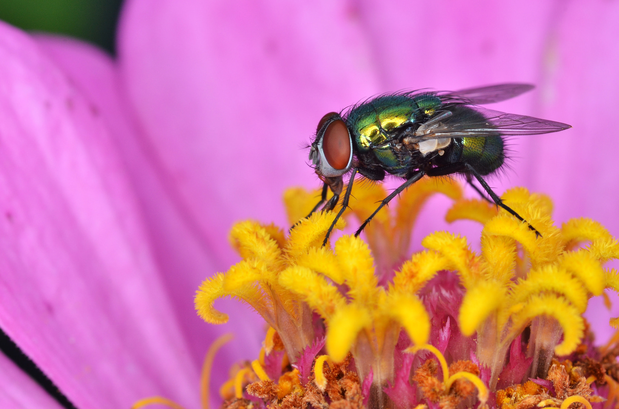 AF Zoom-Nikkor 35-105mm f/3.5-4.5 sample photo. Gold fly photography