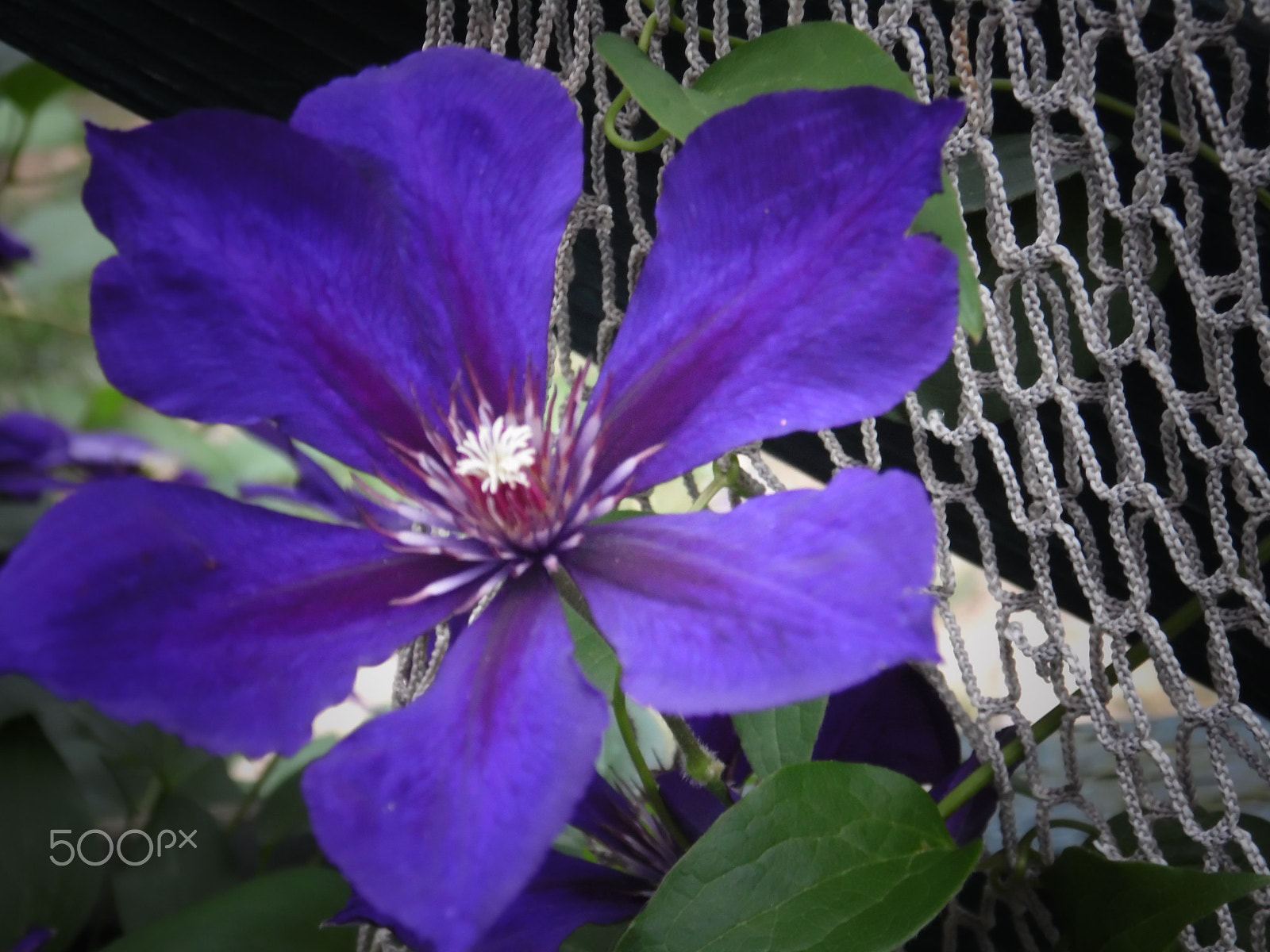 Samsung WB110/  WB111 sample photo. Clematis in net photography