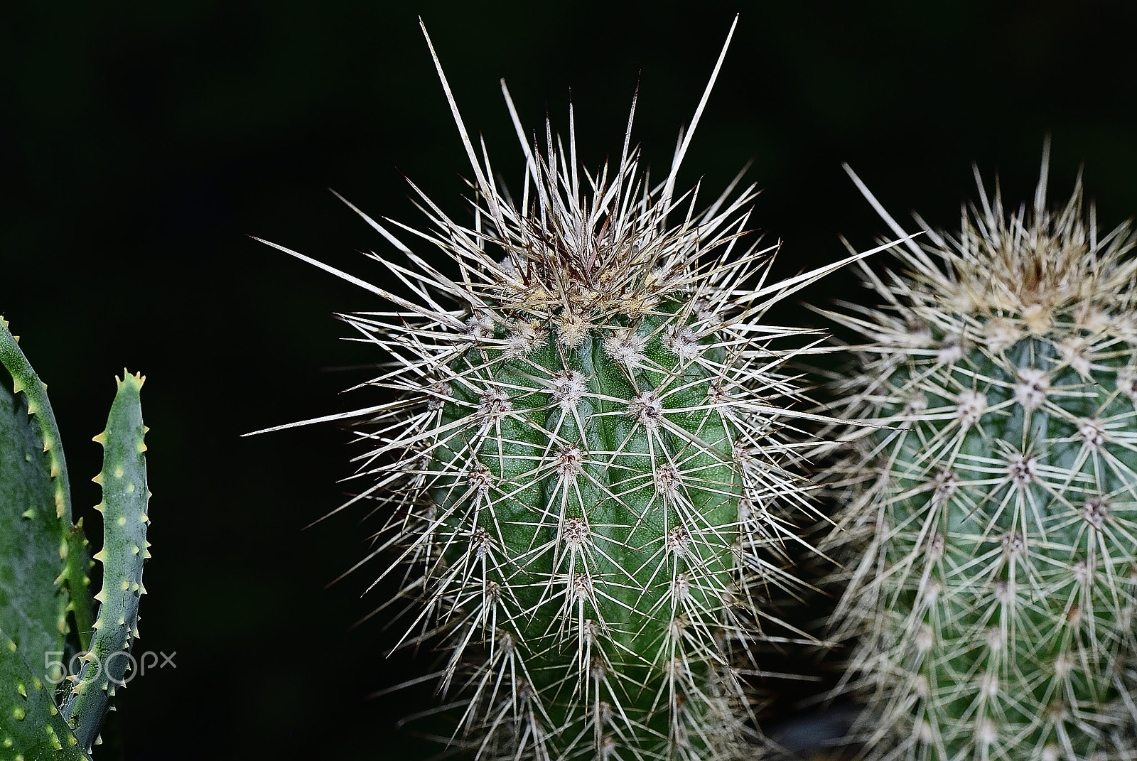 Nikon D200 sample photo. Don't touch the cactus, painful'll thorn photography