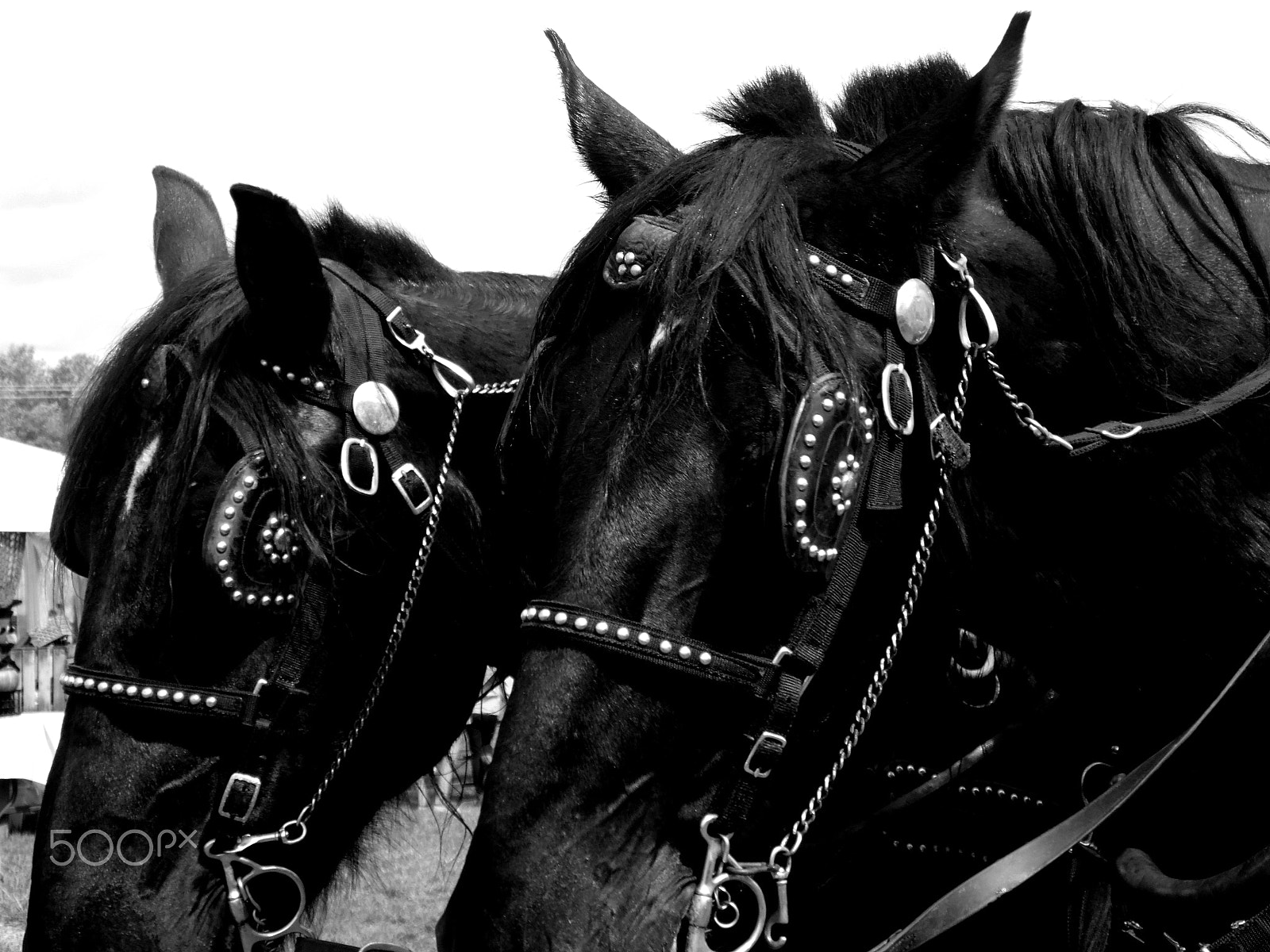 Samsung WB110/  WB111 sample photo. Horses photography