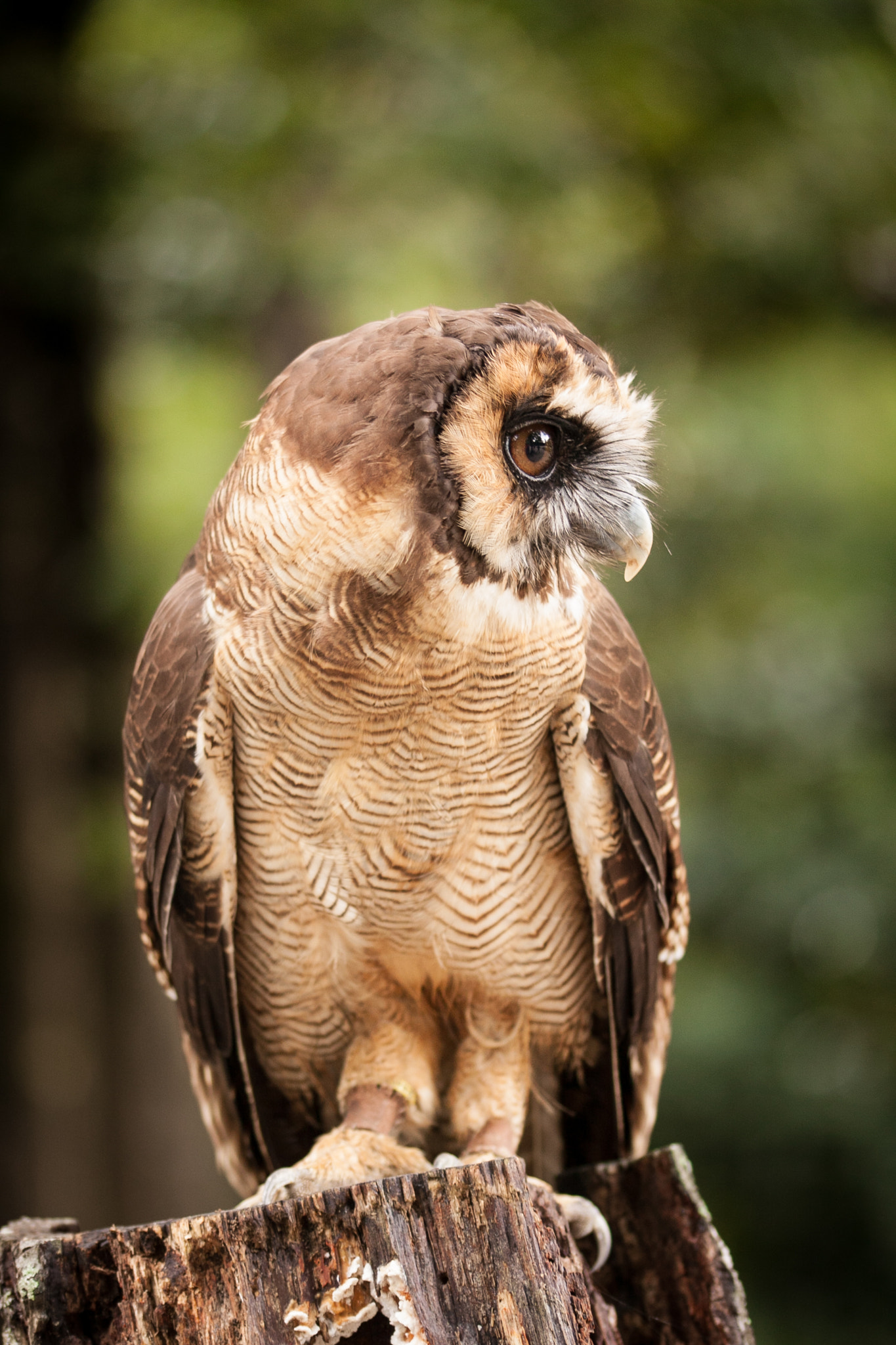 Sigma 105mm F2.8 EX DG OS HSM sample photo. Center for the birds of prey photography