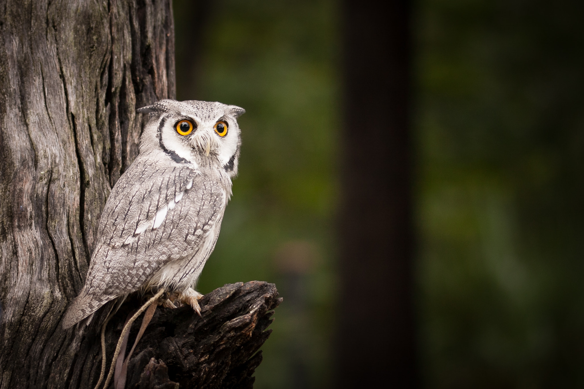 Sigma 105mm F2.8 EX DG OS HSM sample photo. Center for the birds of prey photography