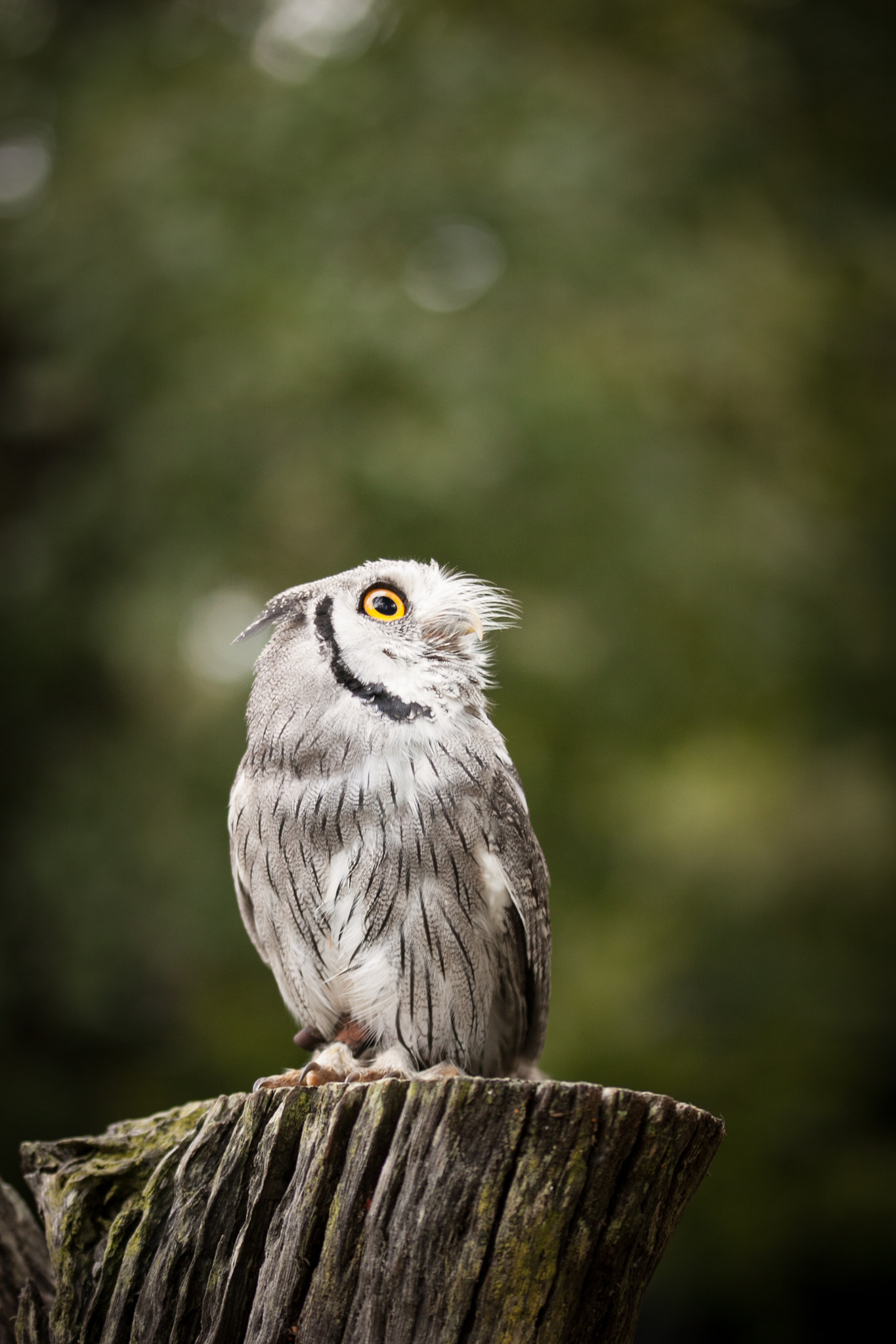 Sigma 105mm F2.8 EX DG OS HSM sample photo. Center for the birds of prey photography