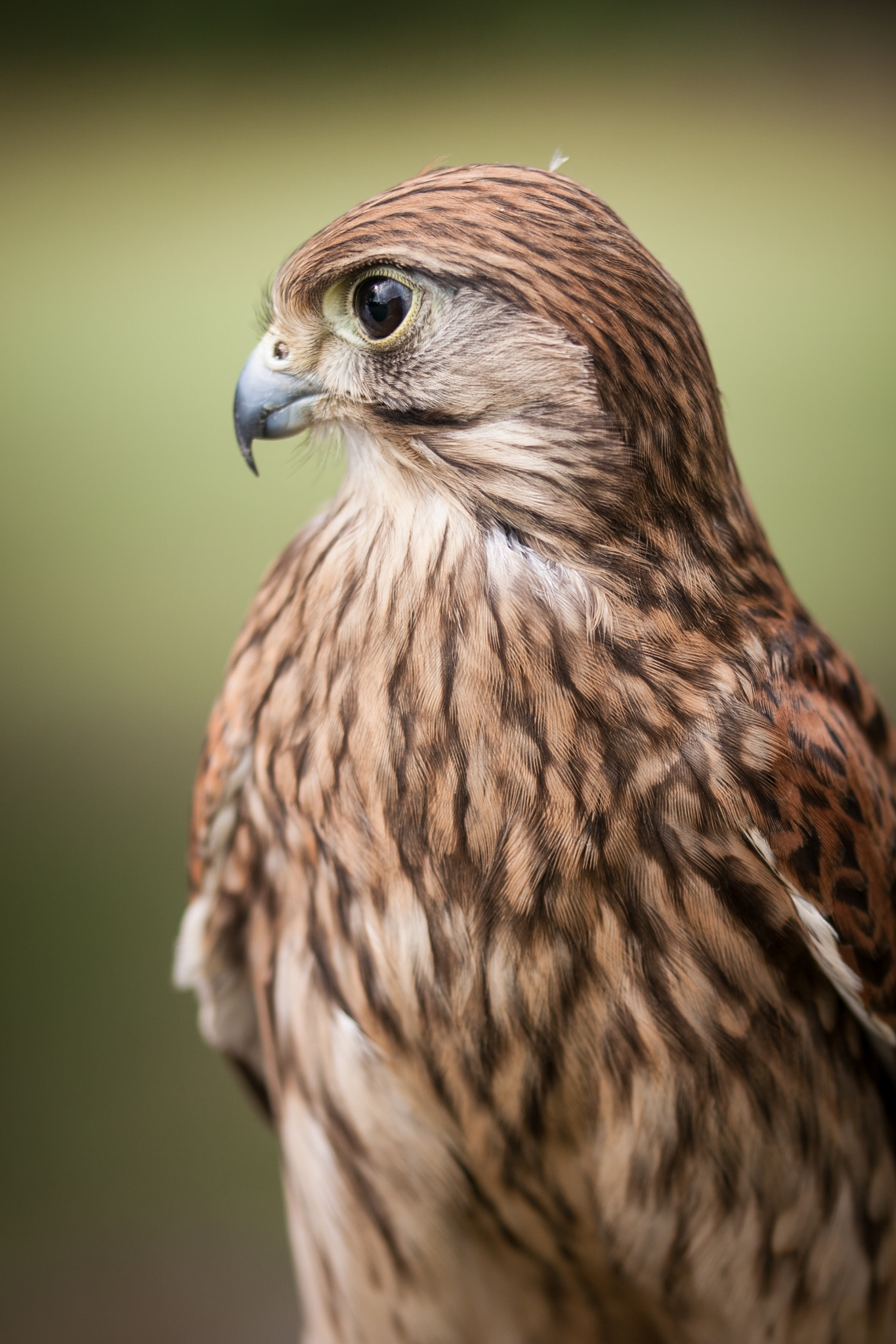 Sigma 105mm F2.8 EX DG OS HSM sample photo. Center for the birds of prey photography