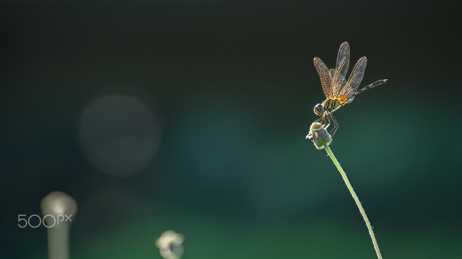 Nikon D600 sample photo. Brown dragonfly crouching on flower photography