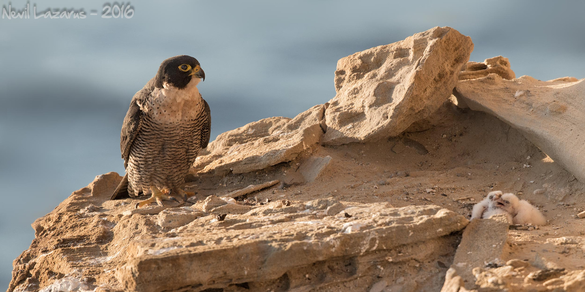 Canon EF 500mm F4L IS II USM sample photo. Peregrine female at nest site photography